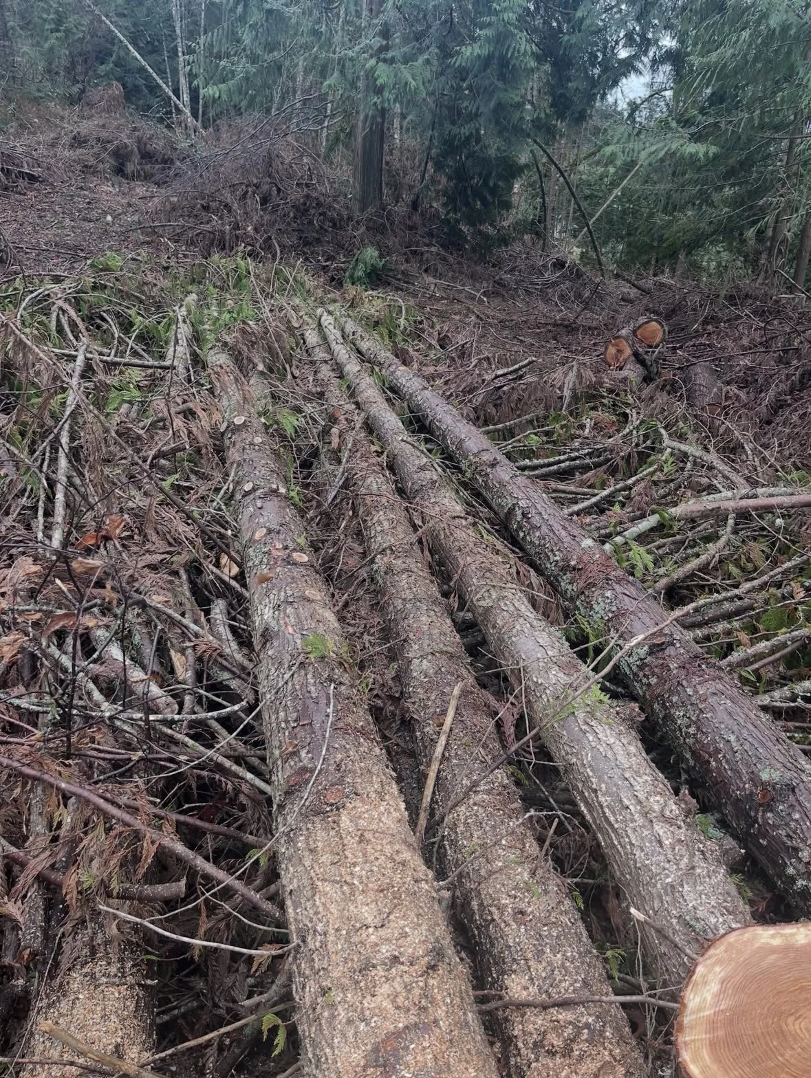 Tree logs and branches scattered on the ground in a forested area with green trees in the background.