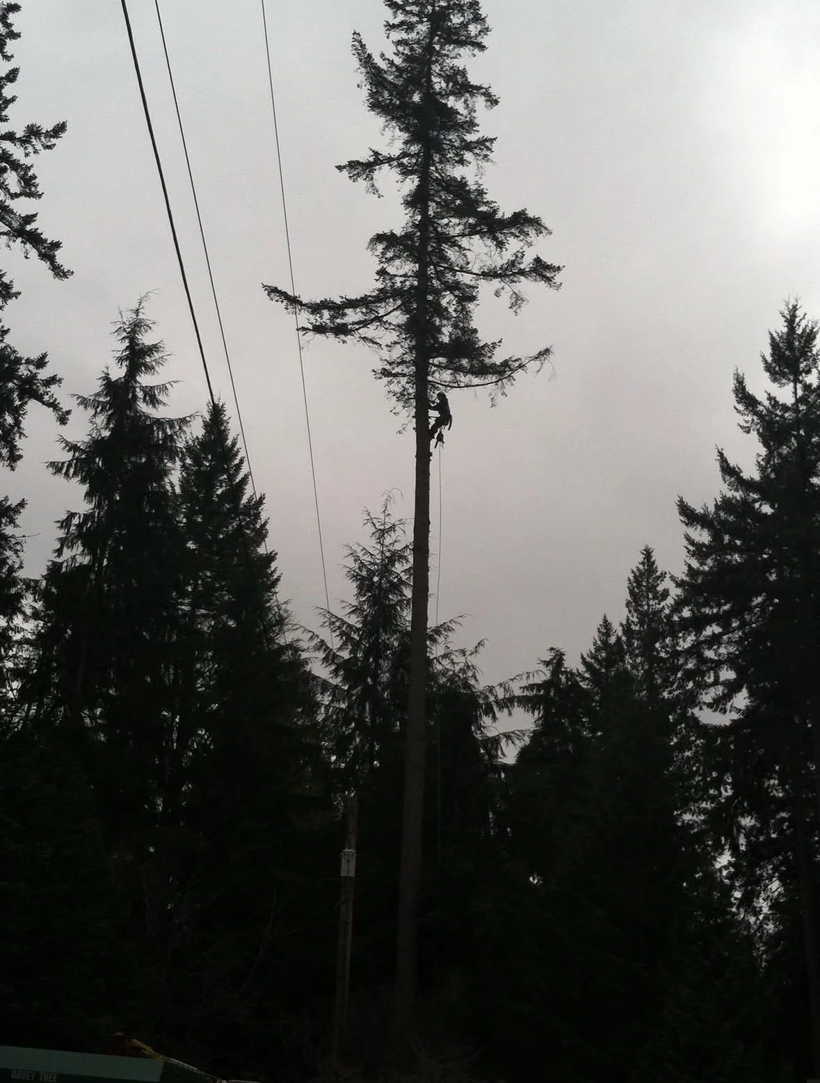 A person climbing a tall utility pole in a forested area with coniferous trees on an overcast day.