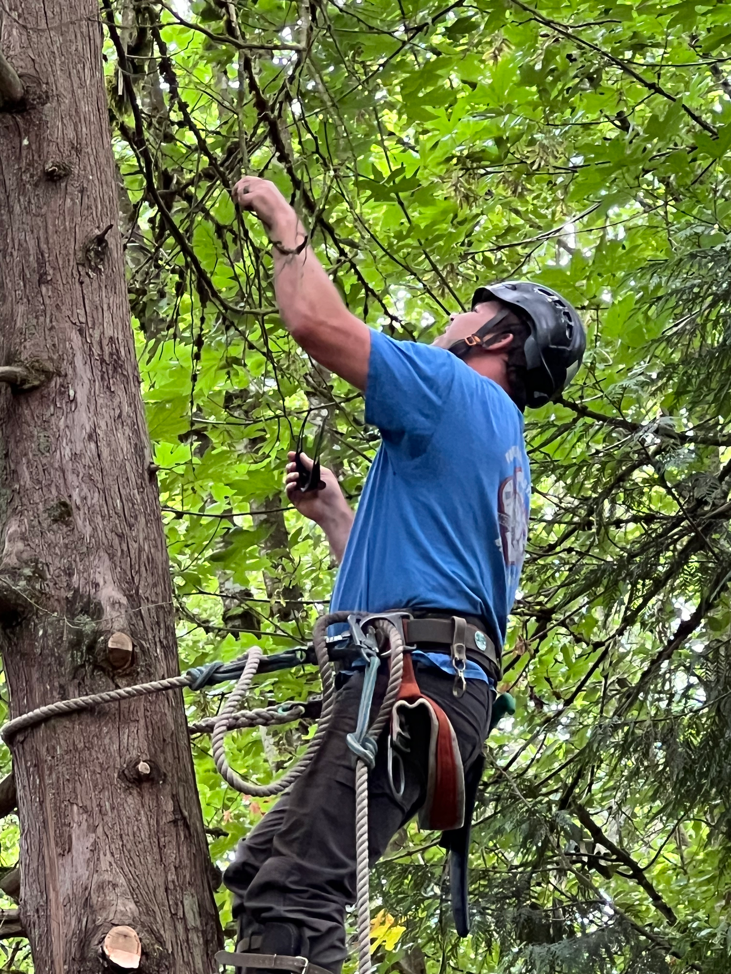A man wearing a blue shirt, black safety helmet, and climbing harness is adjusting a climbing rope on a large tree with dense green leaves.