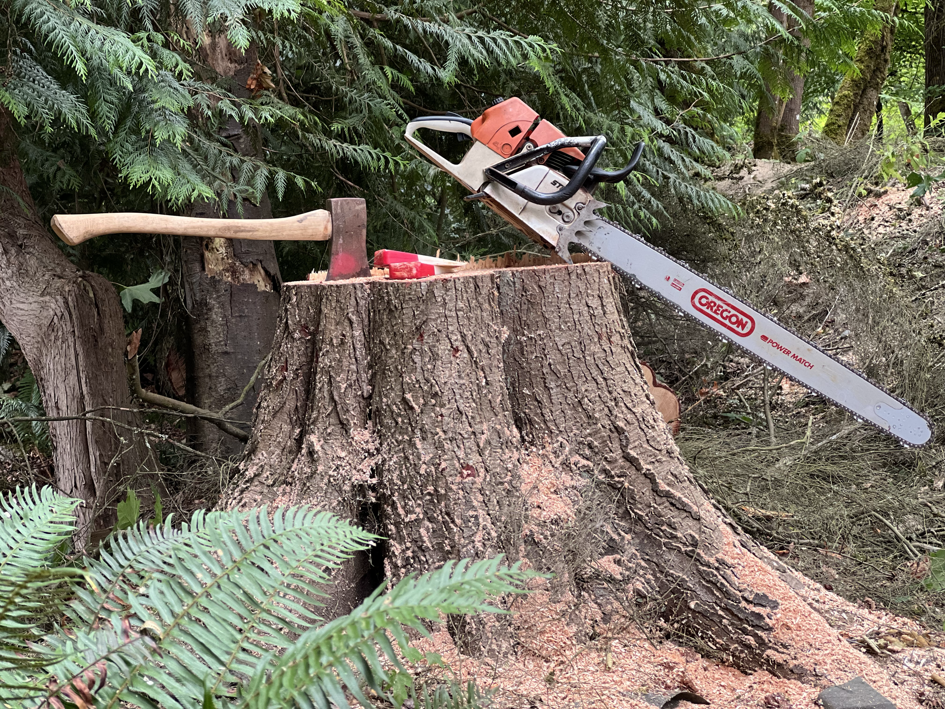 A chainsaw, axe, and saw blade lying on a tree stump after cutting down a tree in a dense forest.