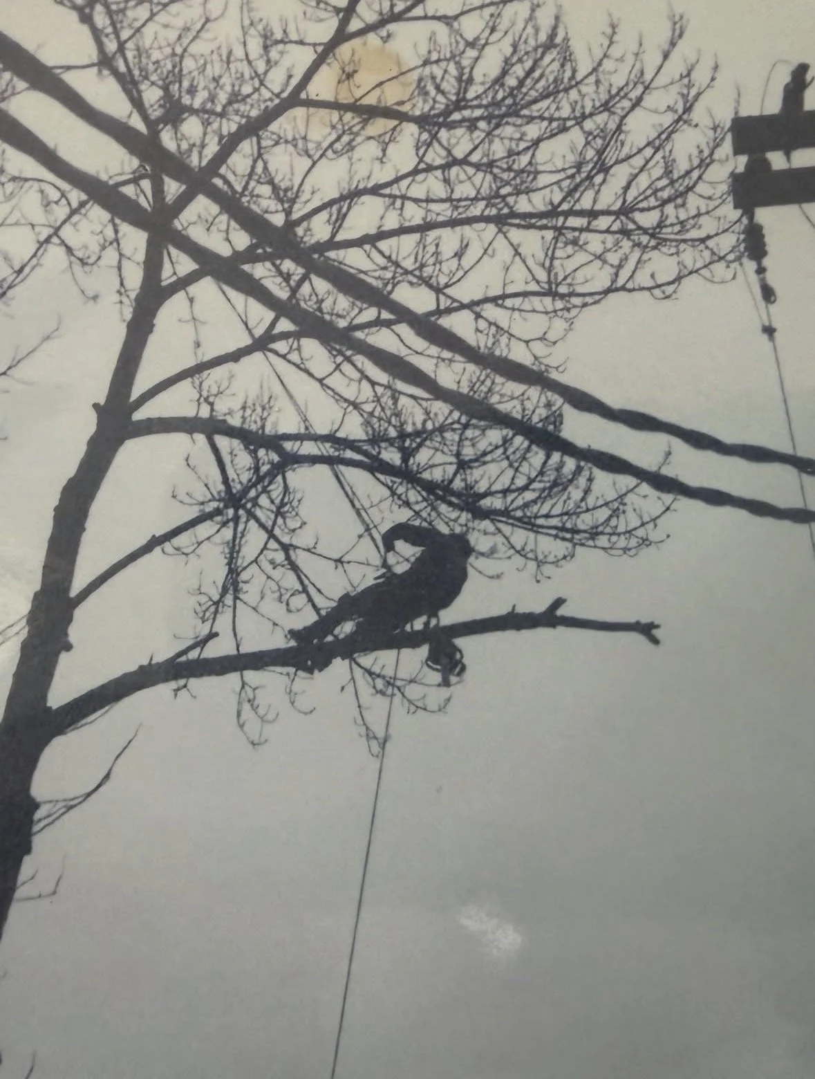 Silhouette of a person in a tree, with a background of a cloudy sky and the moon, wearing a hoodie and using a rope to ascend or descend.