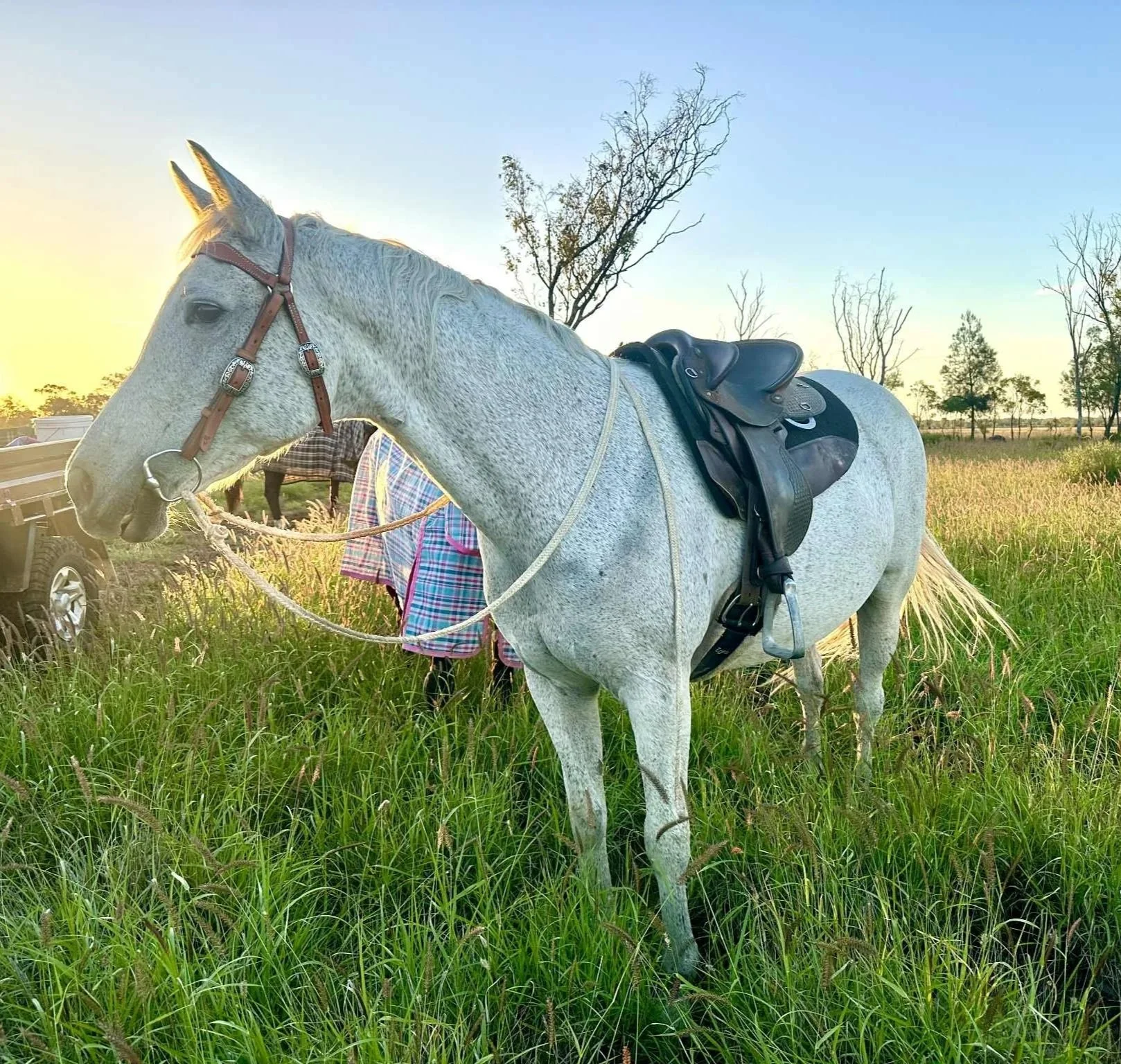 A gray horse with a black saddle and bridle stands in a grassy field during sunset, with leafless trees in the background.
