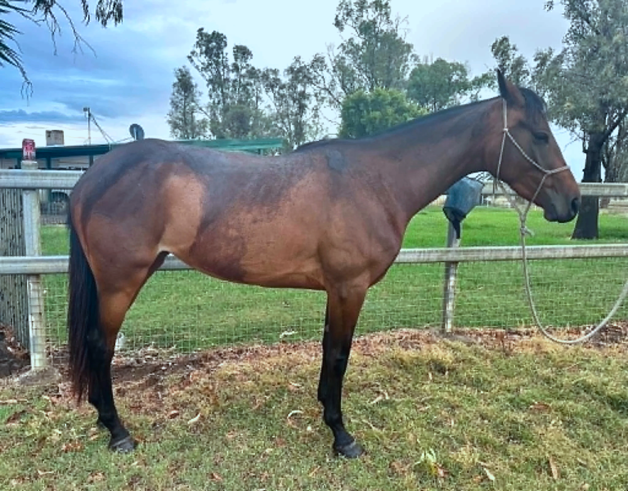 Brown horse standing in a fenced outdoor area with trees and a cloudy sky in the background.