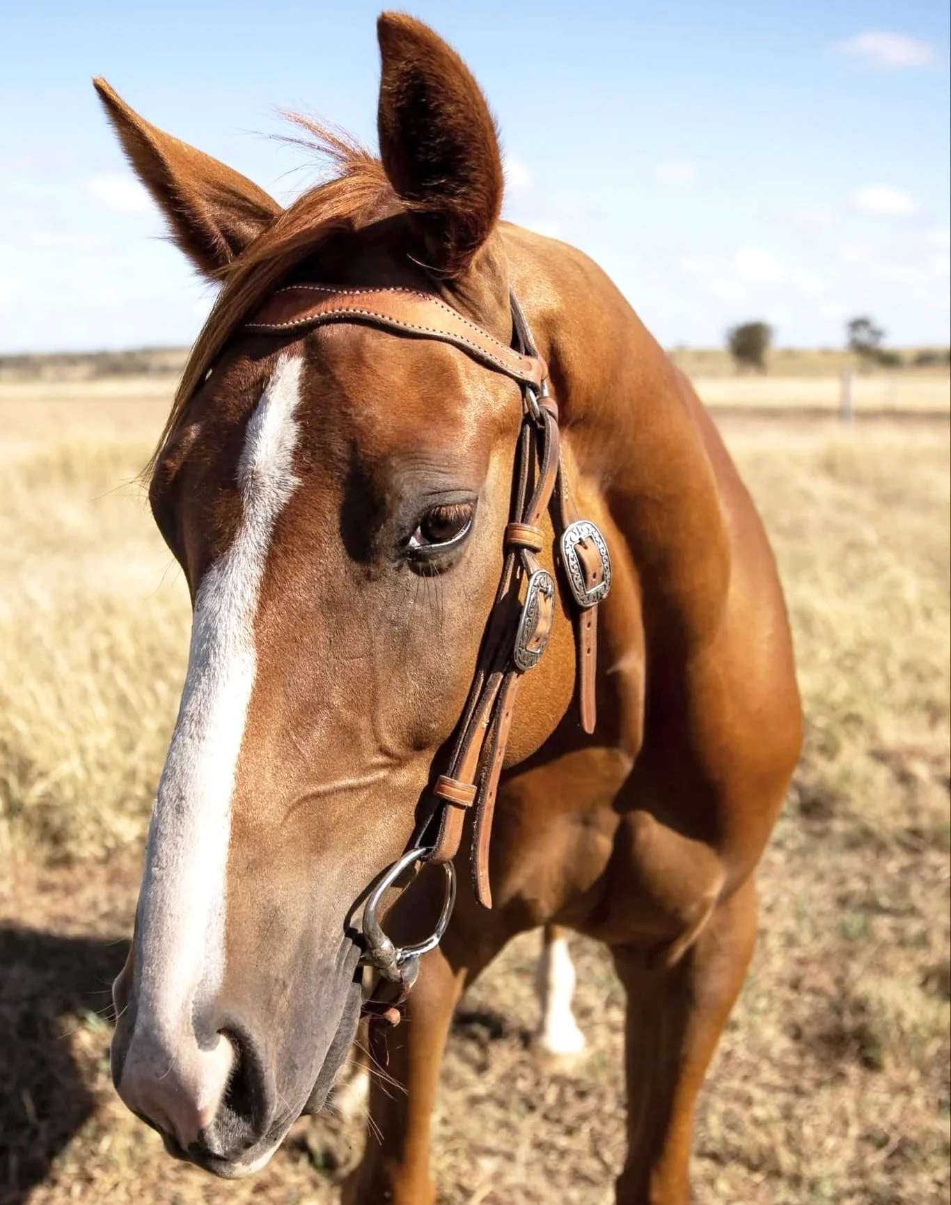 Close-up of a brown horse with a white stripe on its face wearing a bridle, standing in a field under a partly cloudy sky.