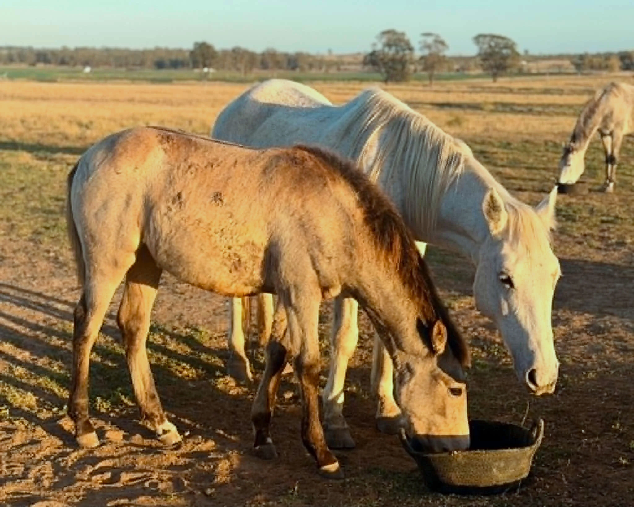A group of horses grazing on a farm field during sunset.