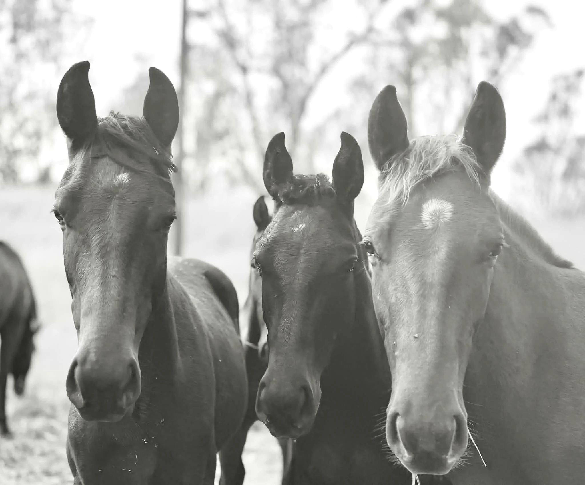 Close-up of five horses' heads, with focus on their ears and faces, standing outdoors with blurred trees in the background.