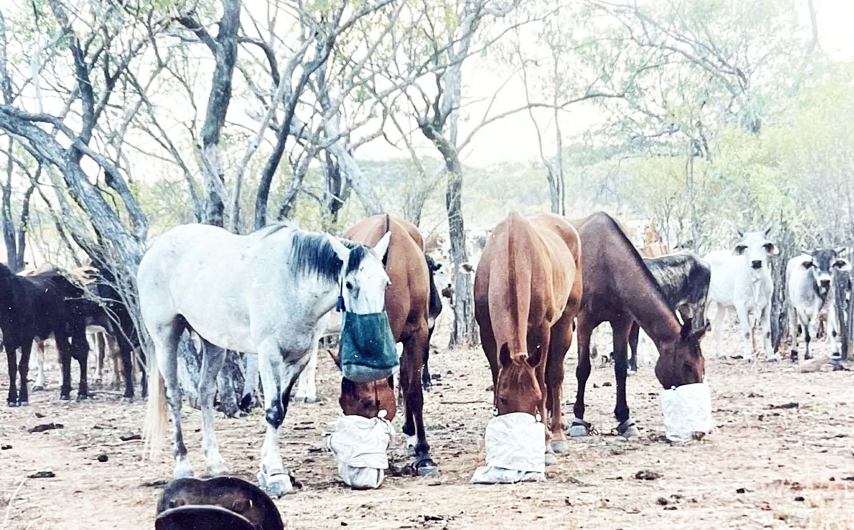 A group of horses standing on dirt ground among leafless trees, some wearing white feed bags on their heads and necks.