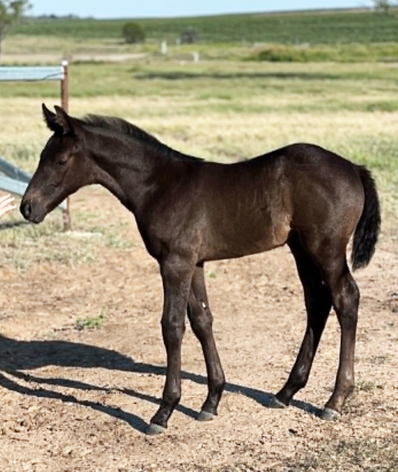 A young brown horse standing on dirt ground in a farm setting with green hills and fields in the background.