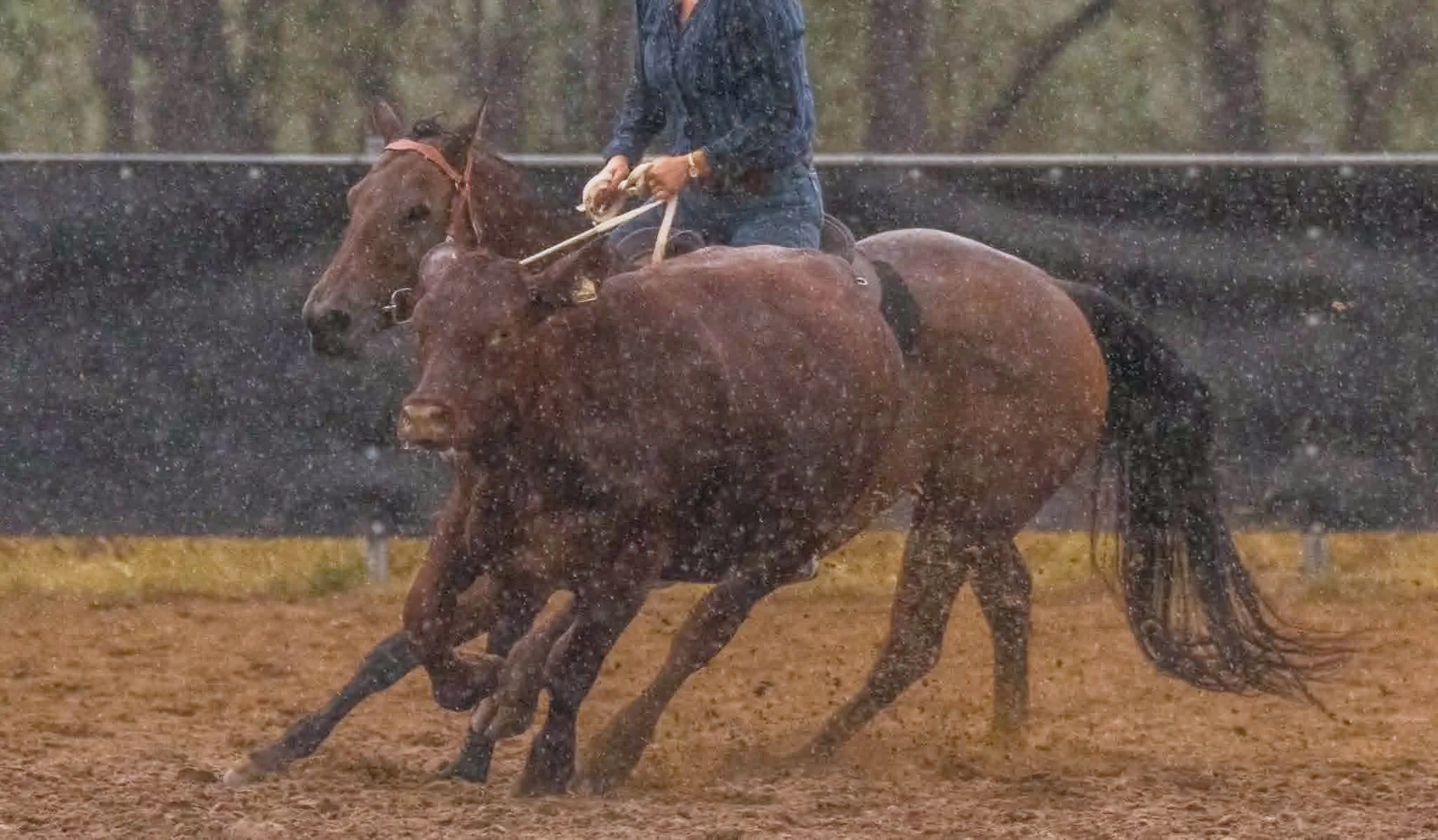 A person riding a bucking brown horse in the rain with visible raindrops falling. The rider is wearing a dark-colored shirt and jeans.