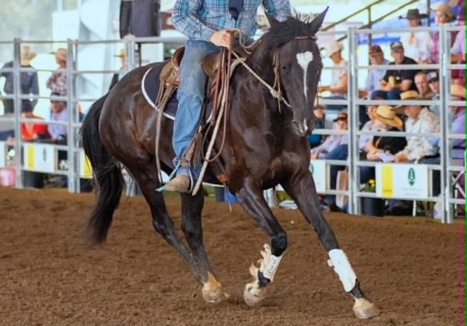 A person riding a dark brown horse with a white blaze on its face in an indoor arena. The rider is wearing a plaid shirt, jeans, and cowboy boots. Spectators are seated in the background behind metal fencing, watching the event.