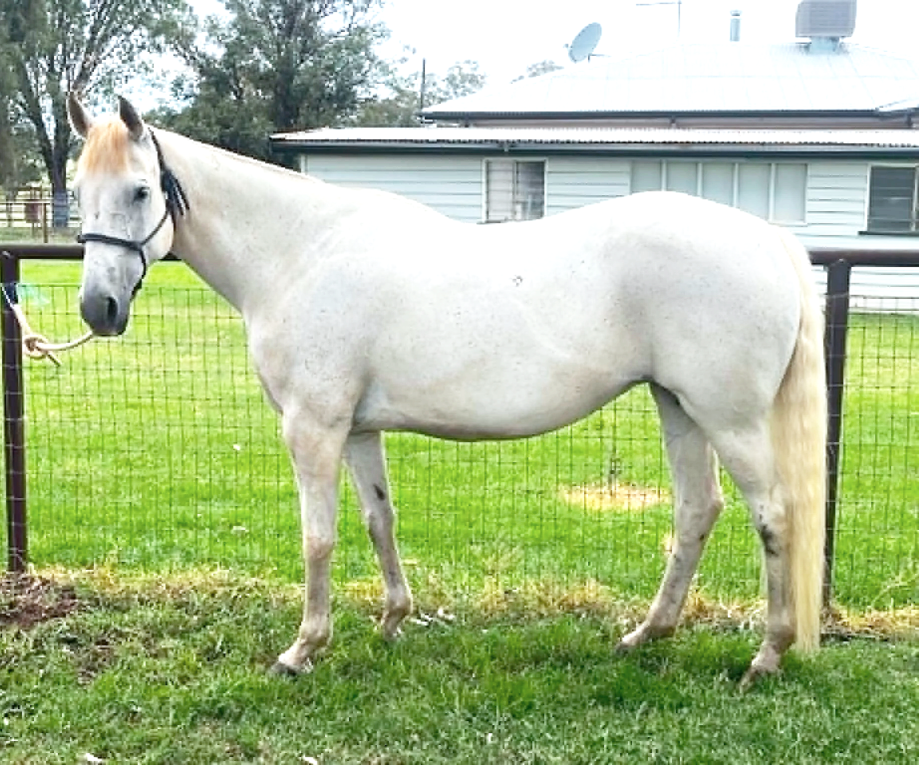 A white horse with a blonde mane standing behind a metal fence on a green grassy area, with a house and trees in the background.