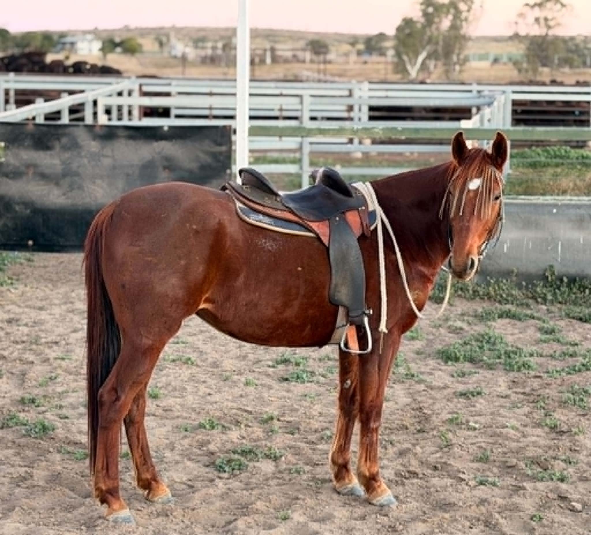 A chestnut brown horse with a black saddle standing on dirt ground at a ranch or farm, with a white wooden fence, trees, and buildings in the background.