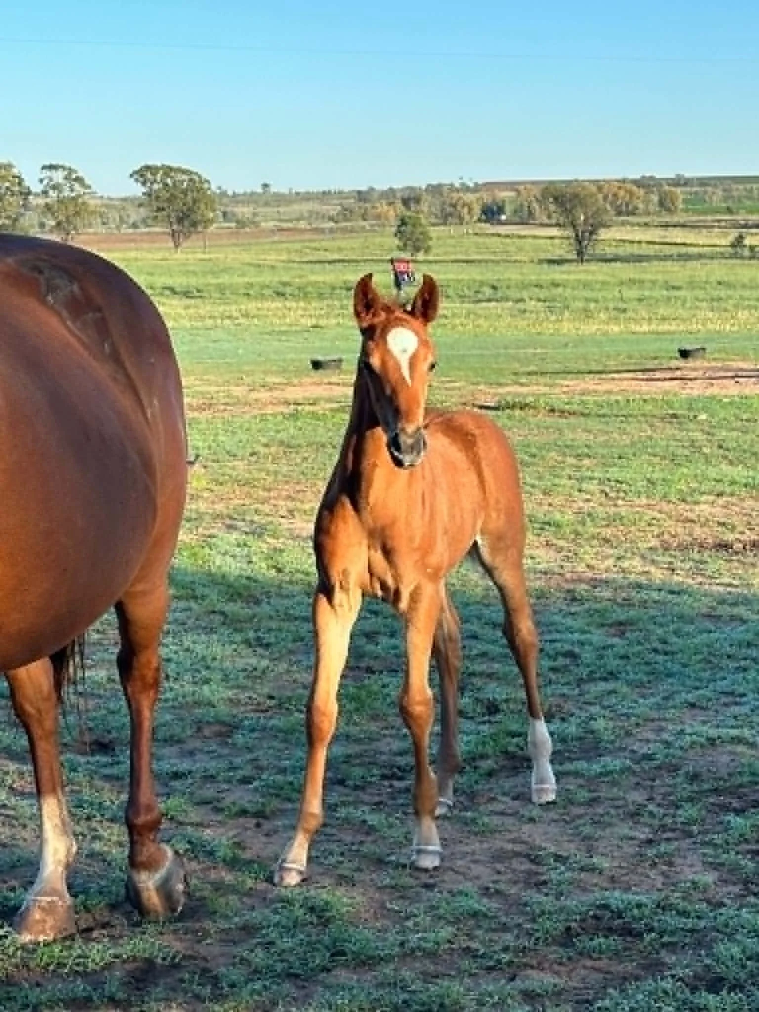 Young foal standing in a grassy field with trees and hills in the background, partly obscured by the back of a brown horse.