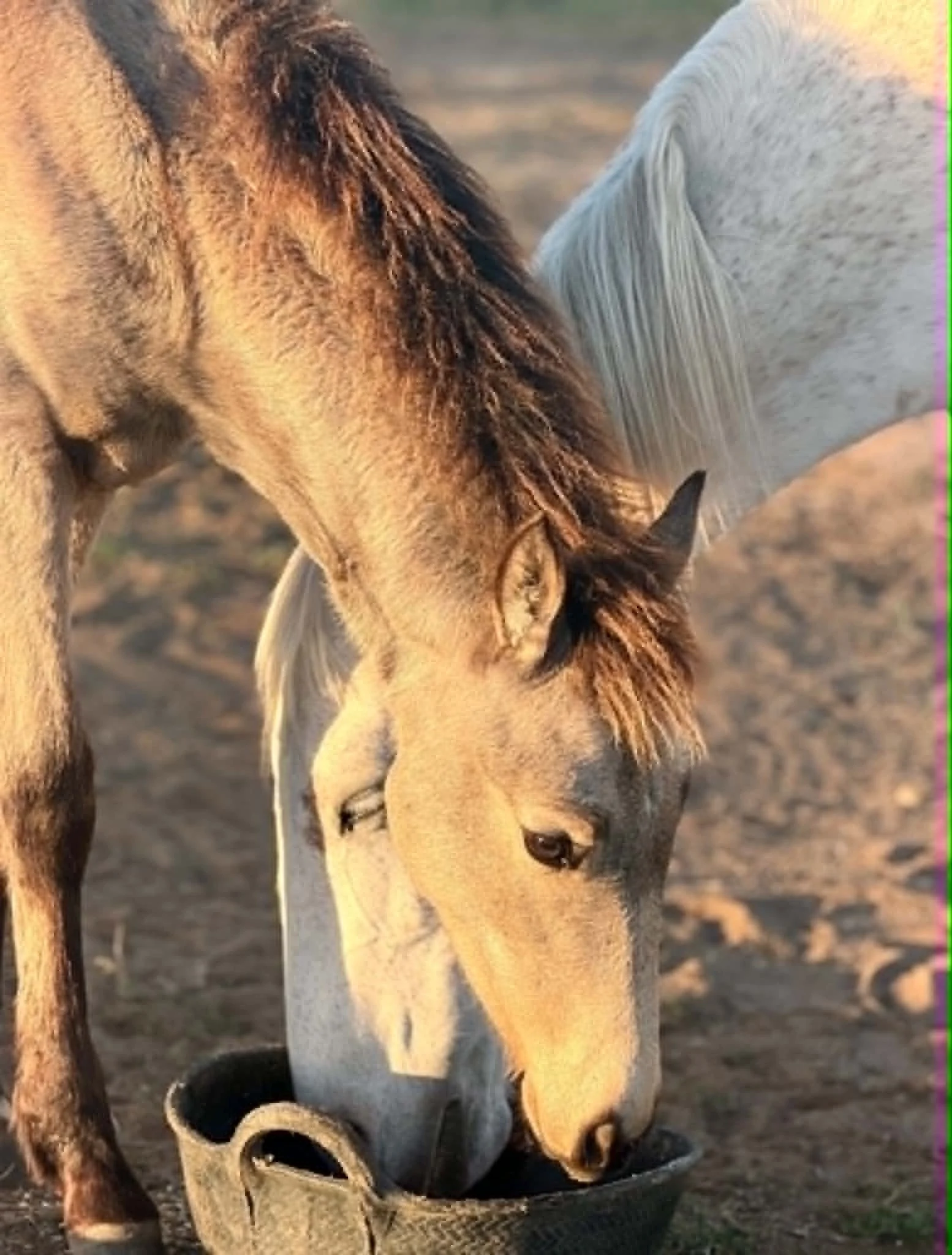 Close-up of two horses, one brown with a dark mane and the other gray, with the brown horse resting its head near the gray horse, in a natural outdoor setting.