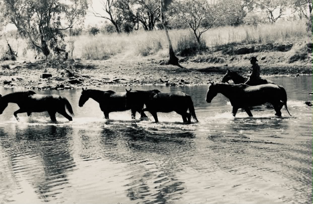 A person riding a horse across a shallow river, with four other horses wading through the water nearby in a rural landscape with trees and grass.