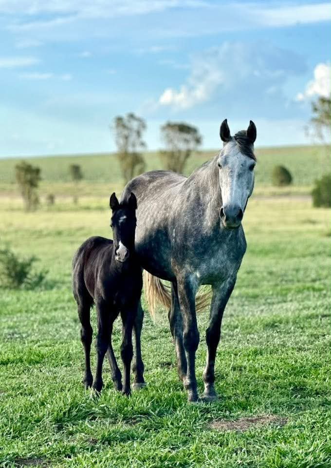 Two horses, a larger gray mare and a smaller black foal, standing in a grassy field with a few trees and a partly cloudy sky in the background.