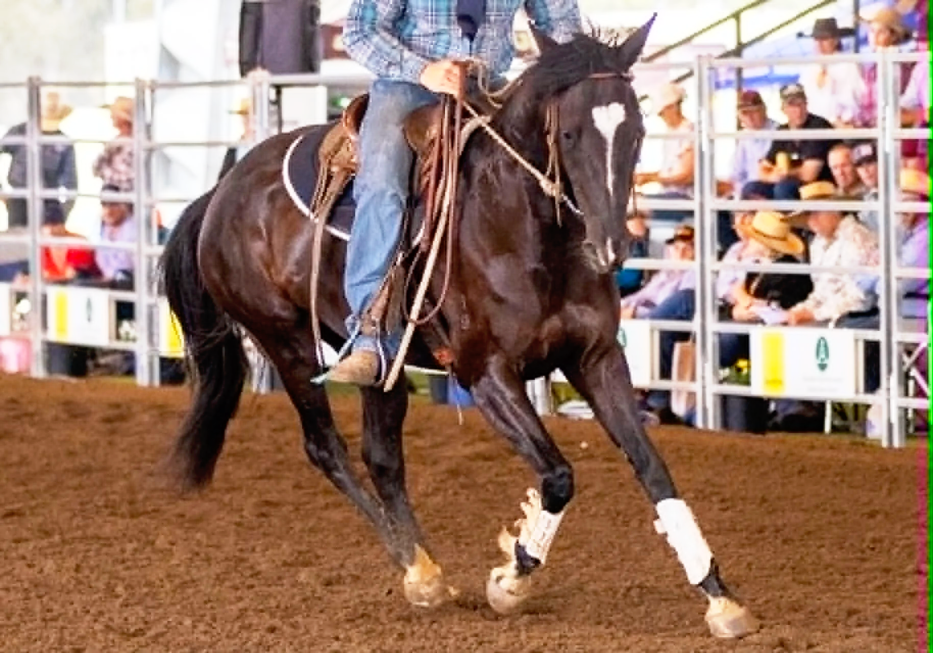 A person riding a dark brown horse at a rodeo or equestrian event, with spectators seated behind a barrier watching.