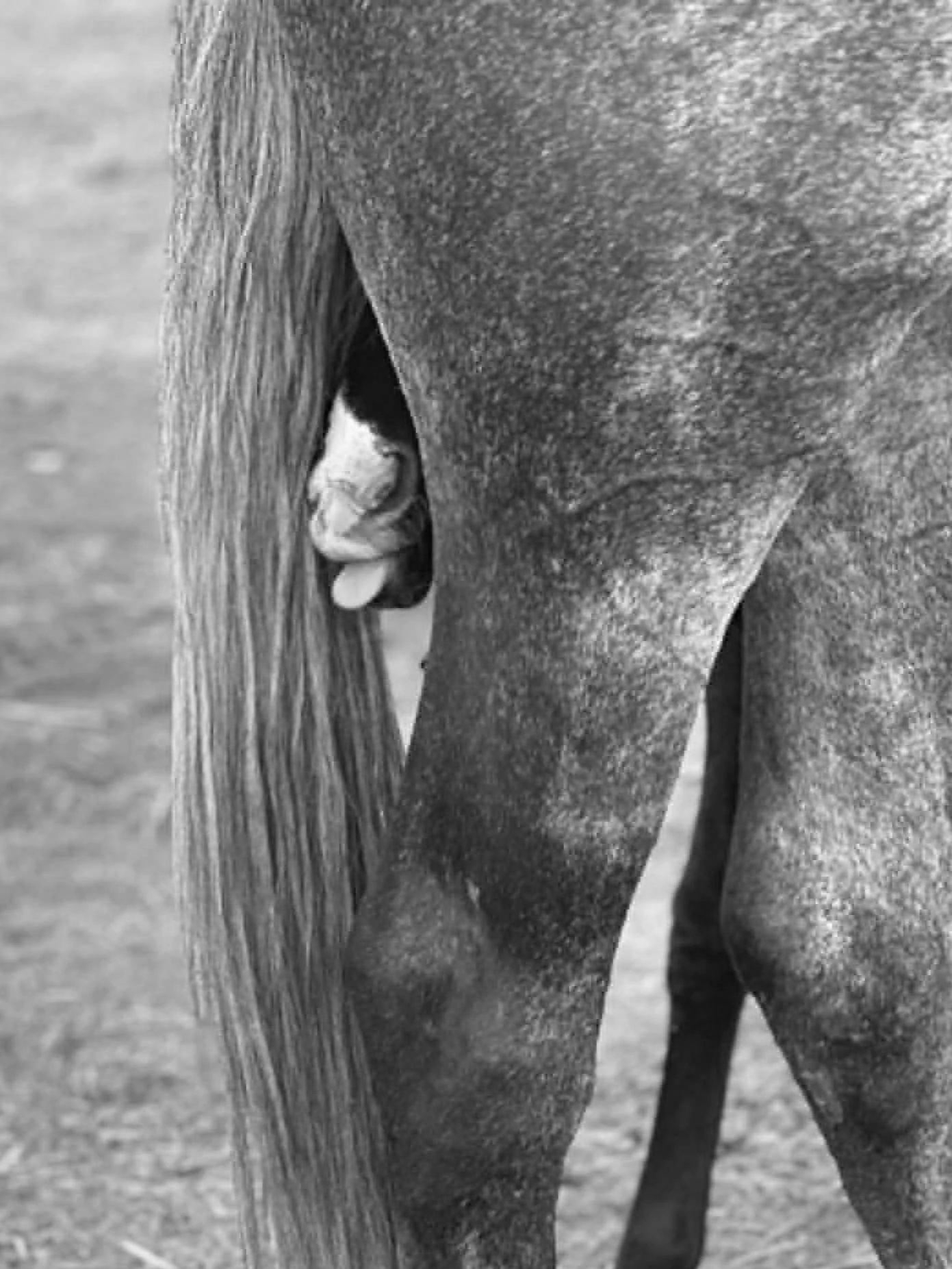 Black and white close-up of a horse's body and tail, showing detailed skin and hair textures.