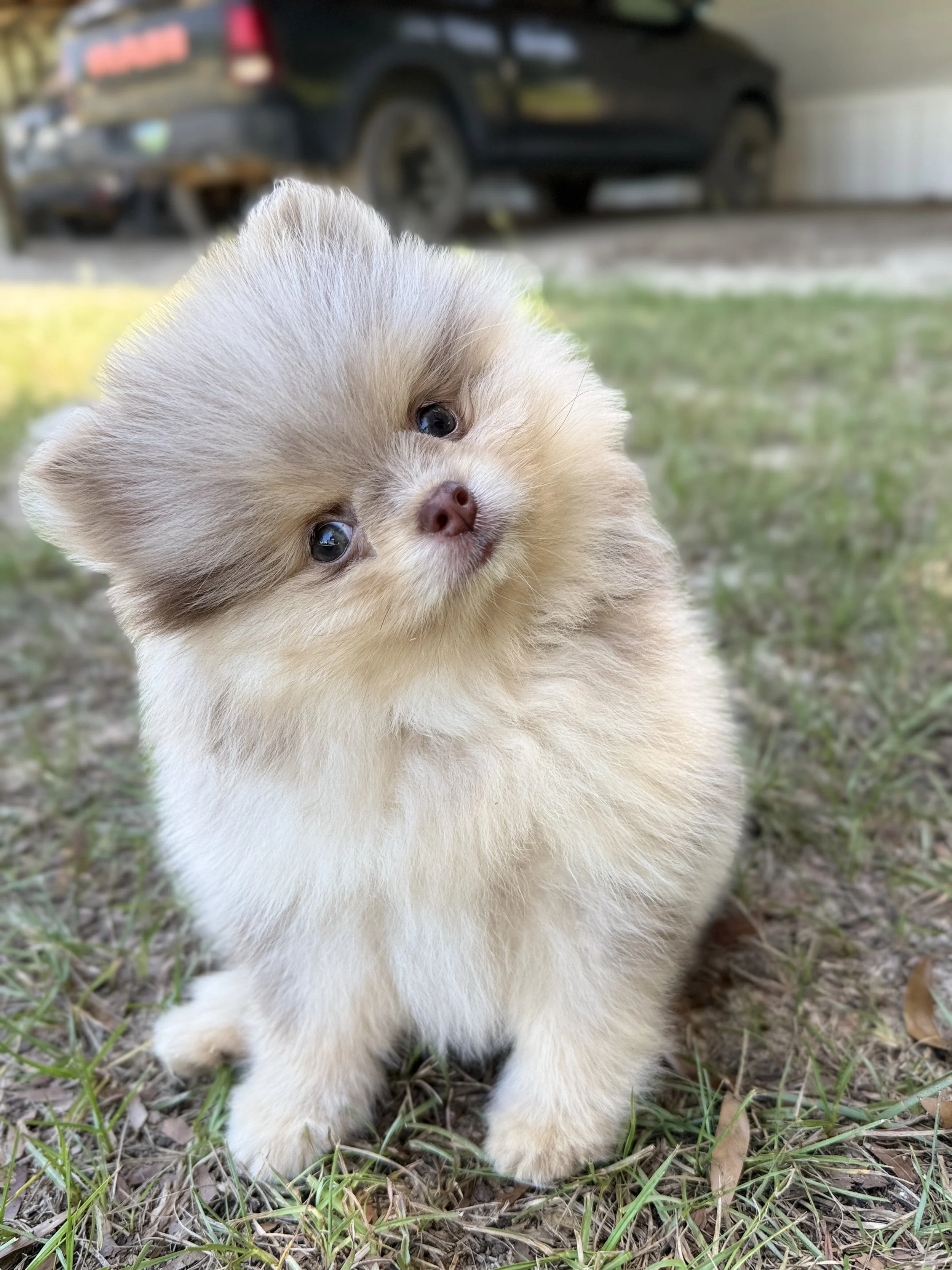 Small, fluffy, light-colored puppy with dark eyes standing outdoors on grass with some dirt and fallen leaves, with a blurred black truck in the background.