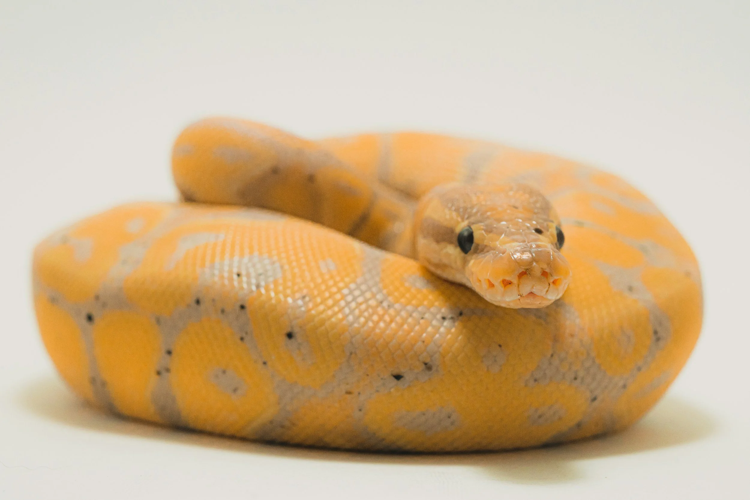 OriginReptiles