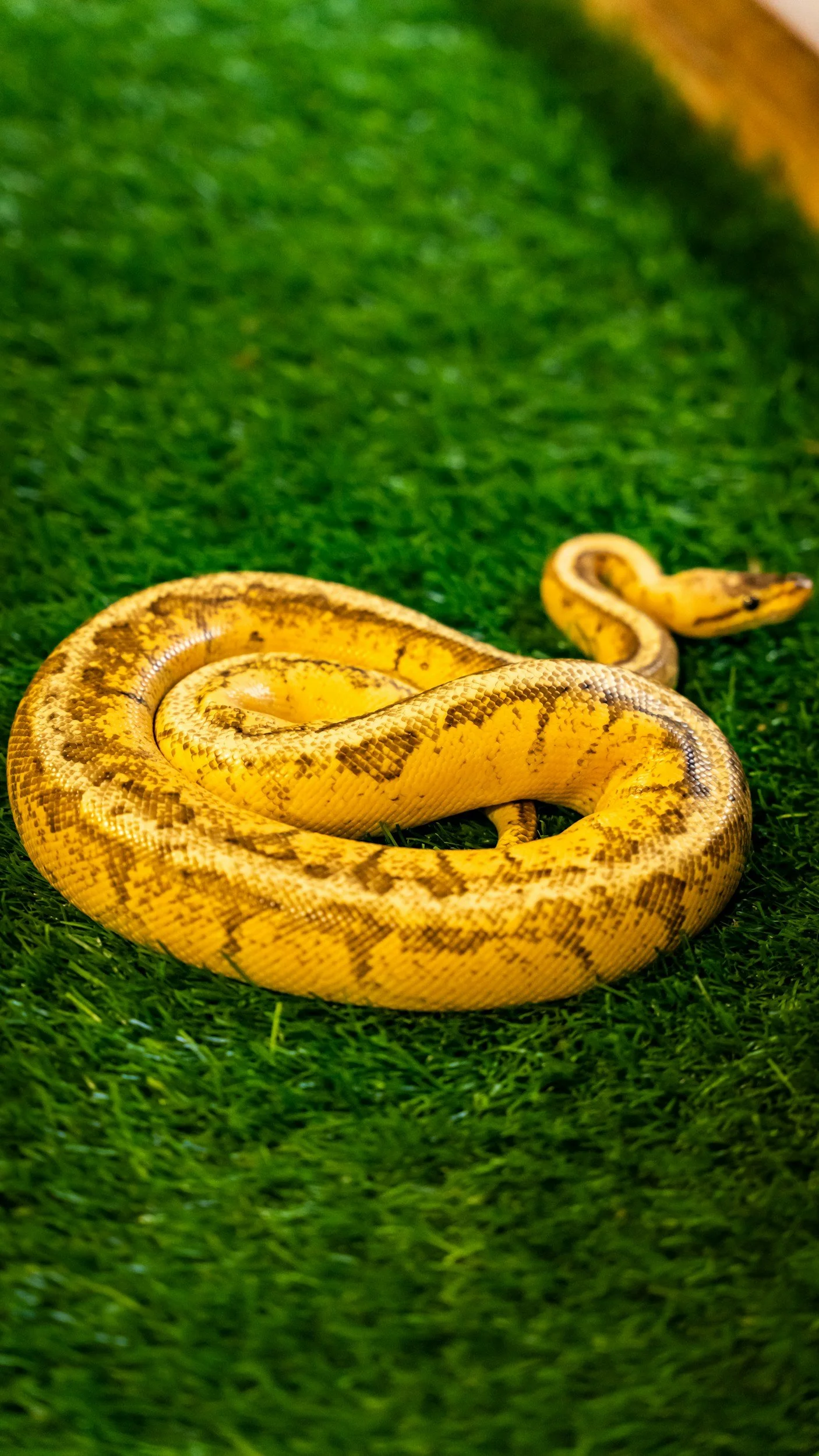 OriginReptiles