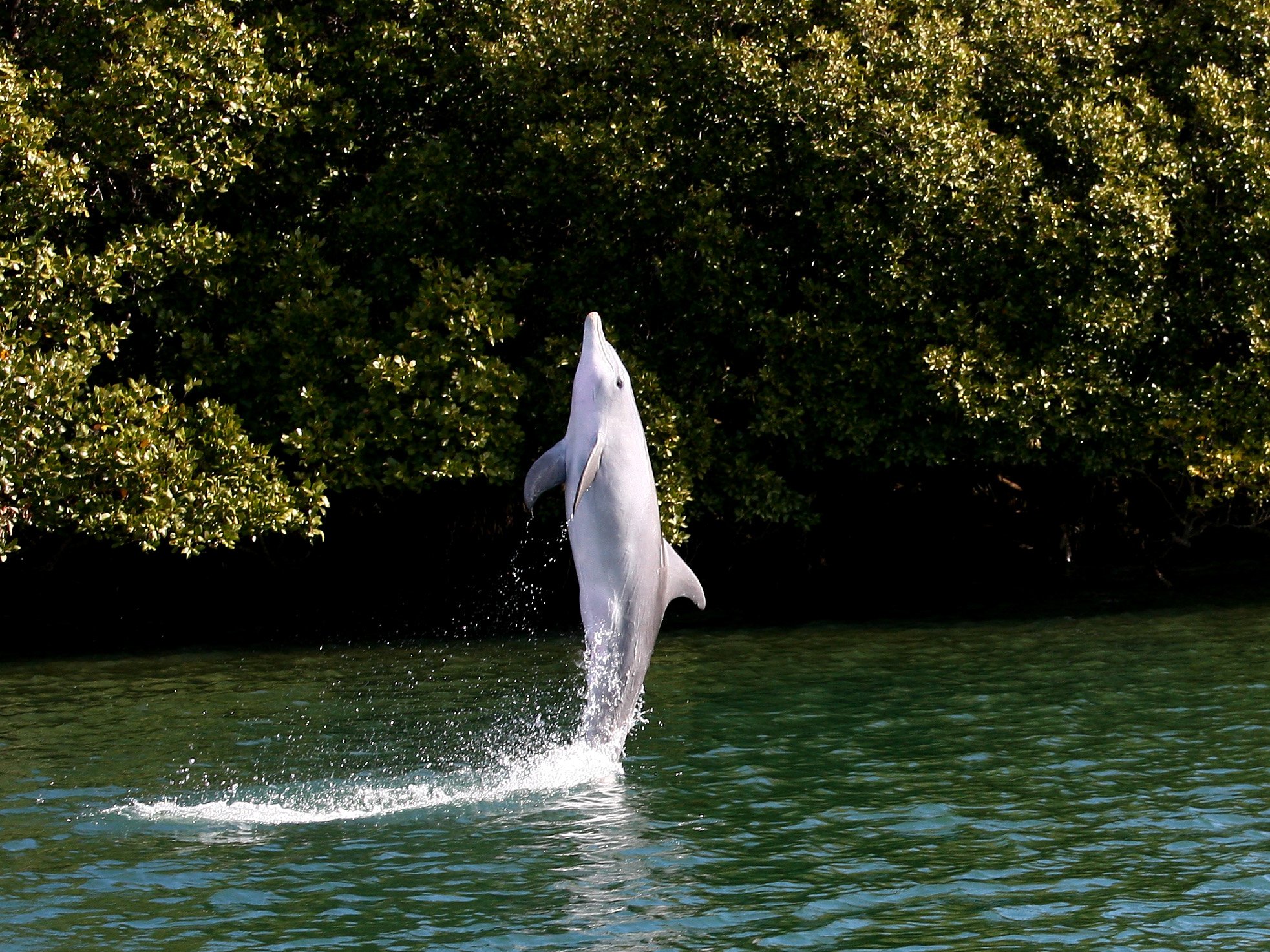 A dolphin breaching the water with trees in the background.