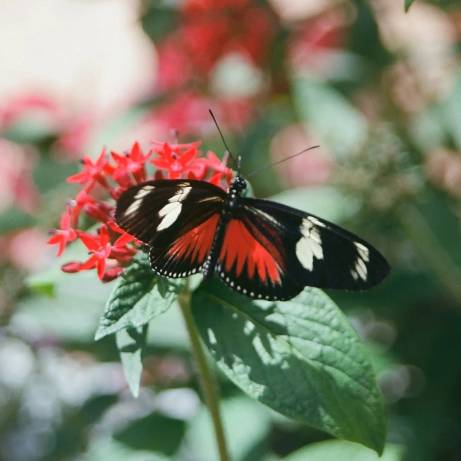 A butterfly with black, white, and red wings on a cluster of small red flowers, surrounded by green leaves.