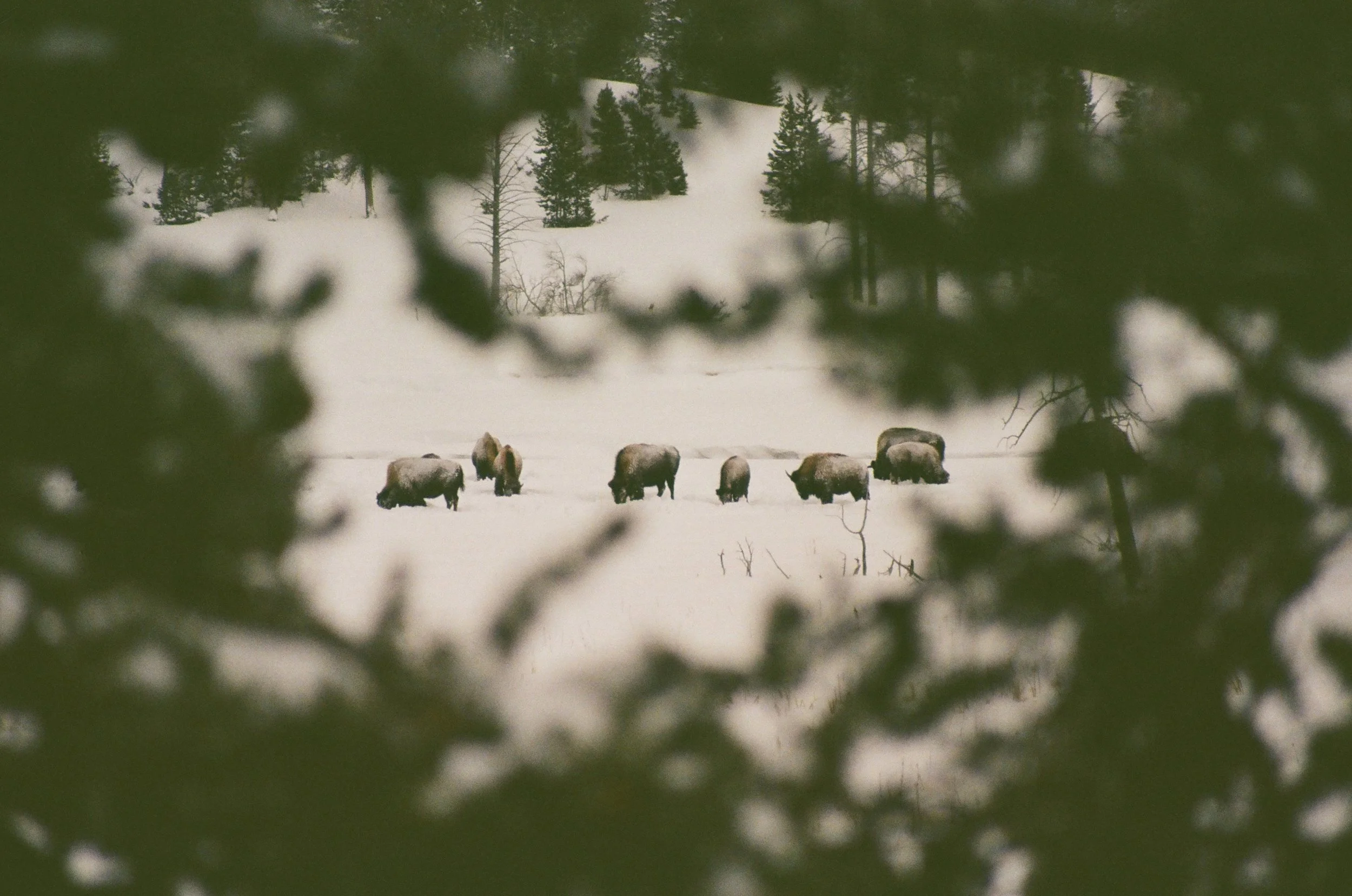 Yellowstone—2021