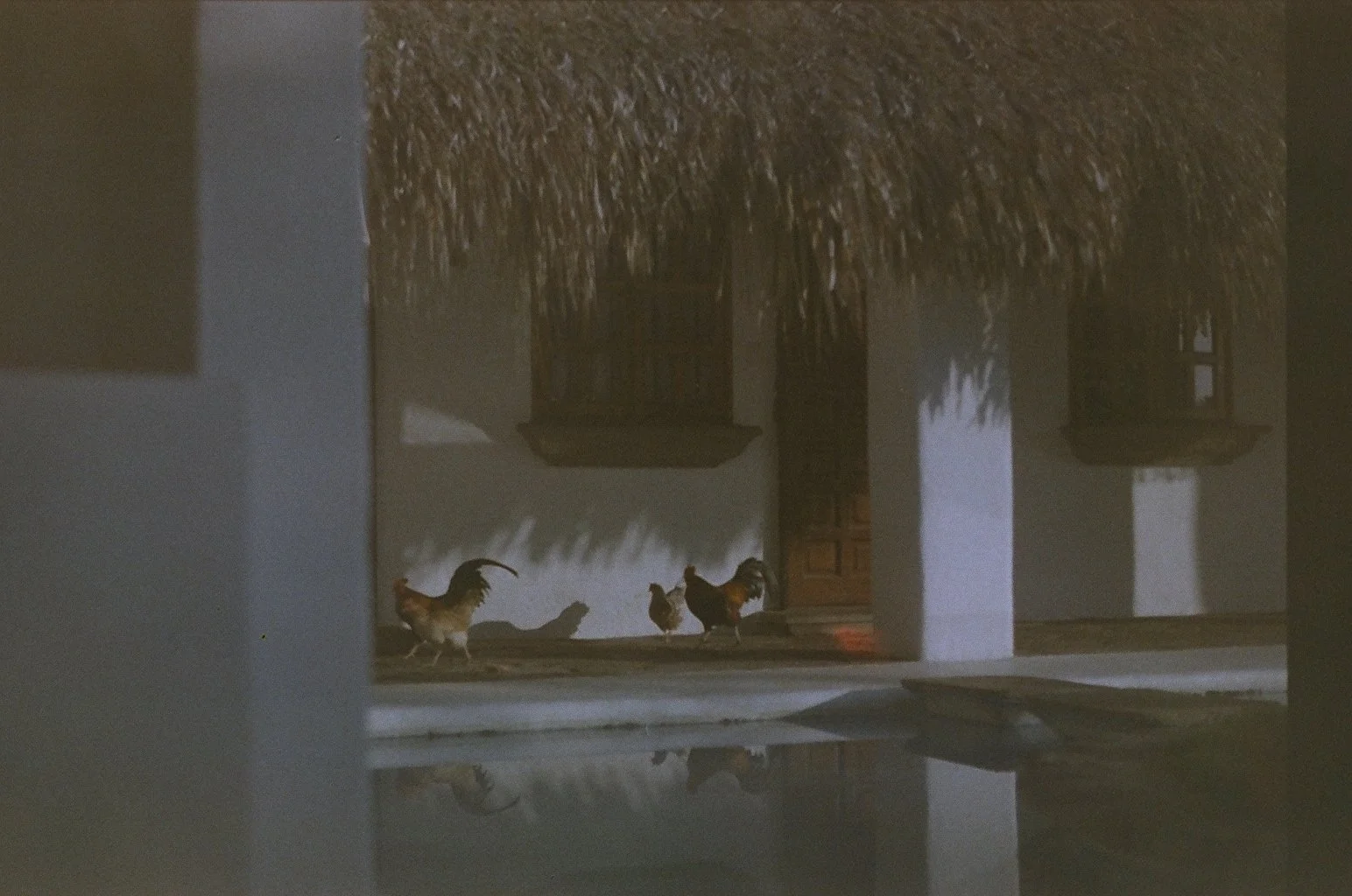 Three chickens walking near a wall topped with a thatched roof, with shadows cast on the wall and a white column in the foreground.