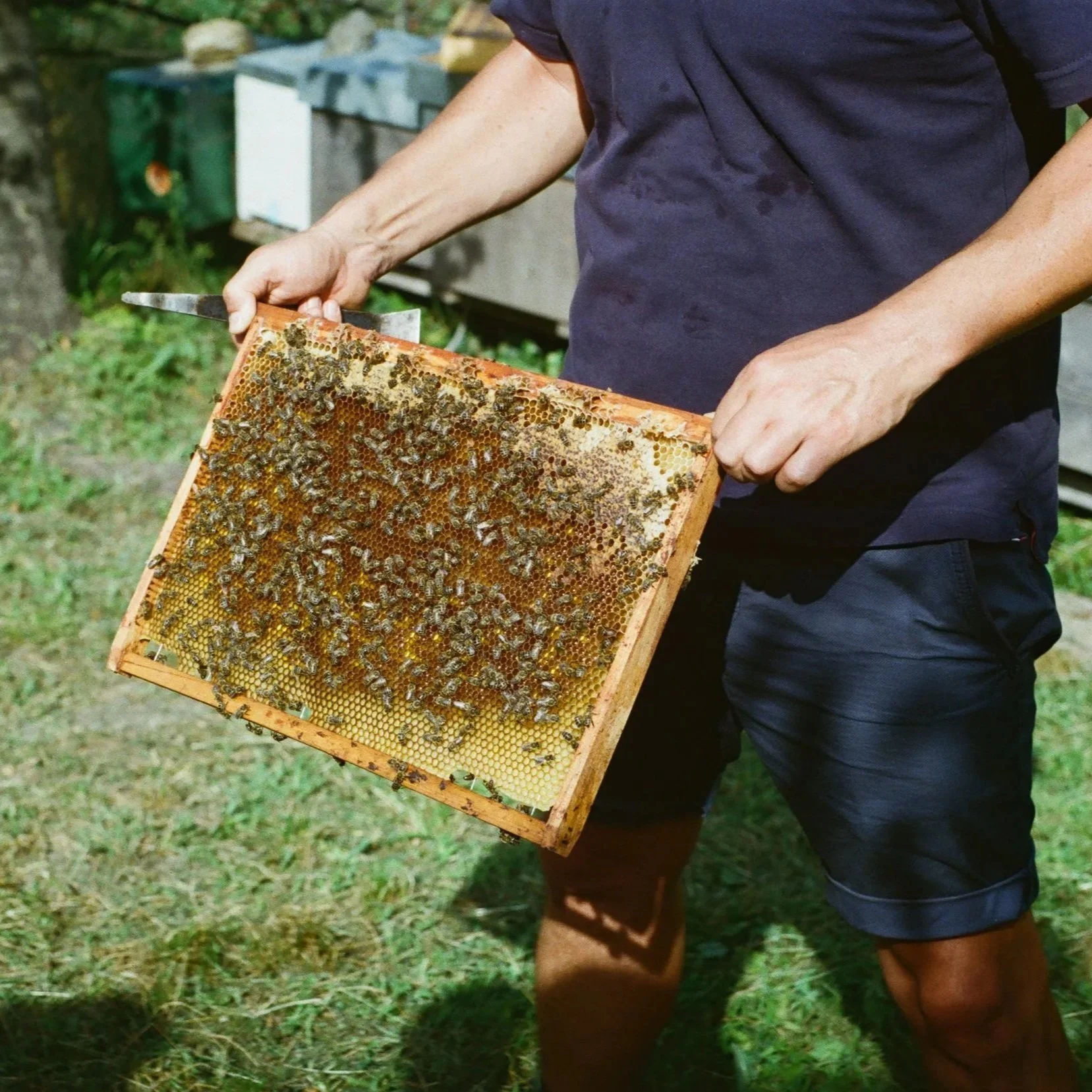 Person in navy blue shirt and shorts examining a honeycomb frame with bees, holding it outdoors on grass.