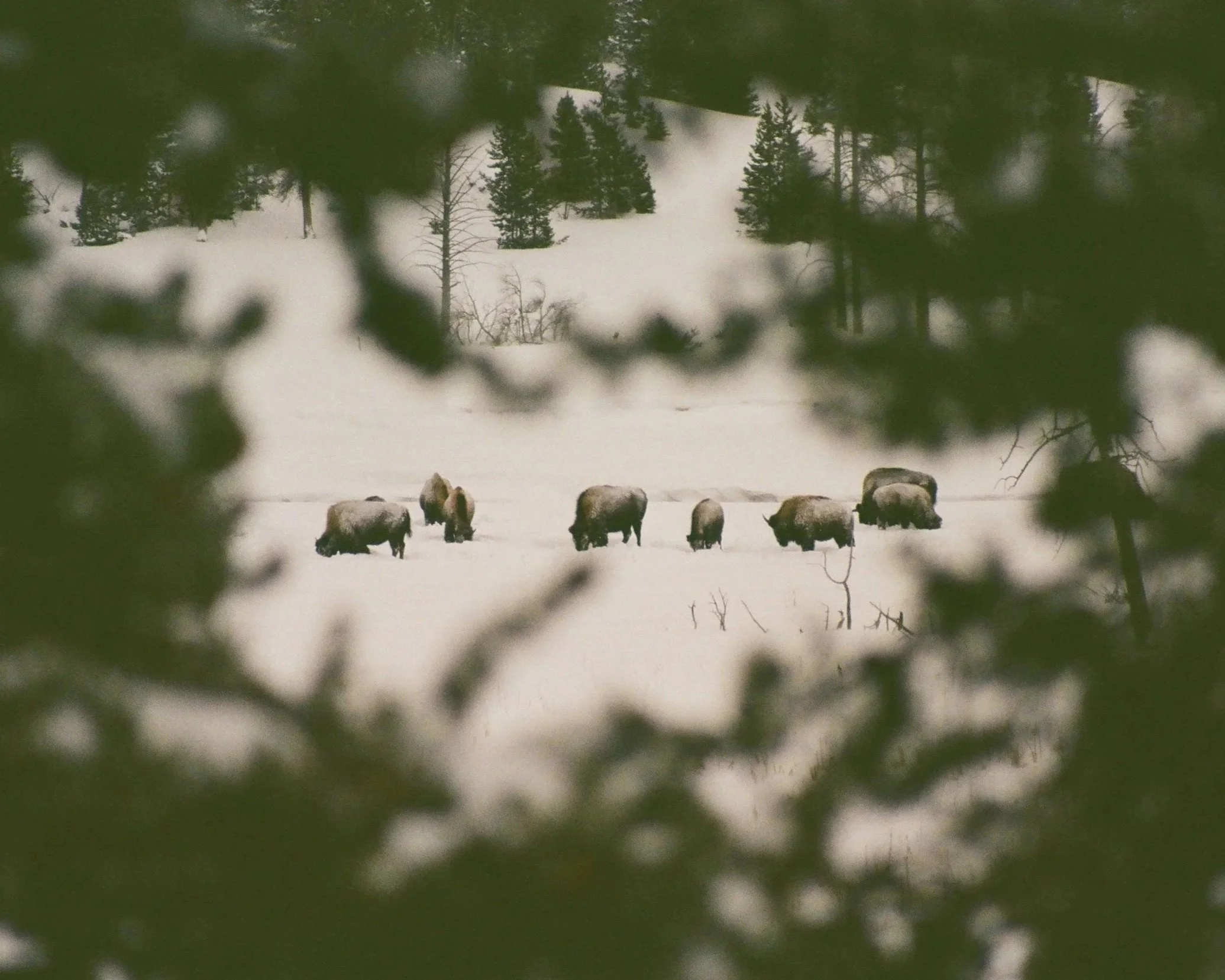 A snow-covered landscape with trees in the background and a group of bison grazing on the snow in the foreground, viewed through the branches of a tree.