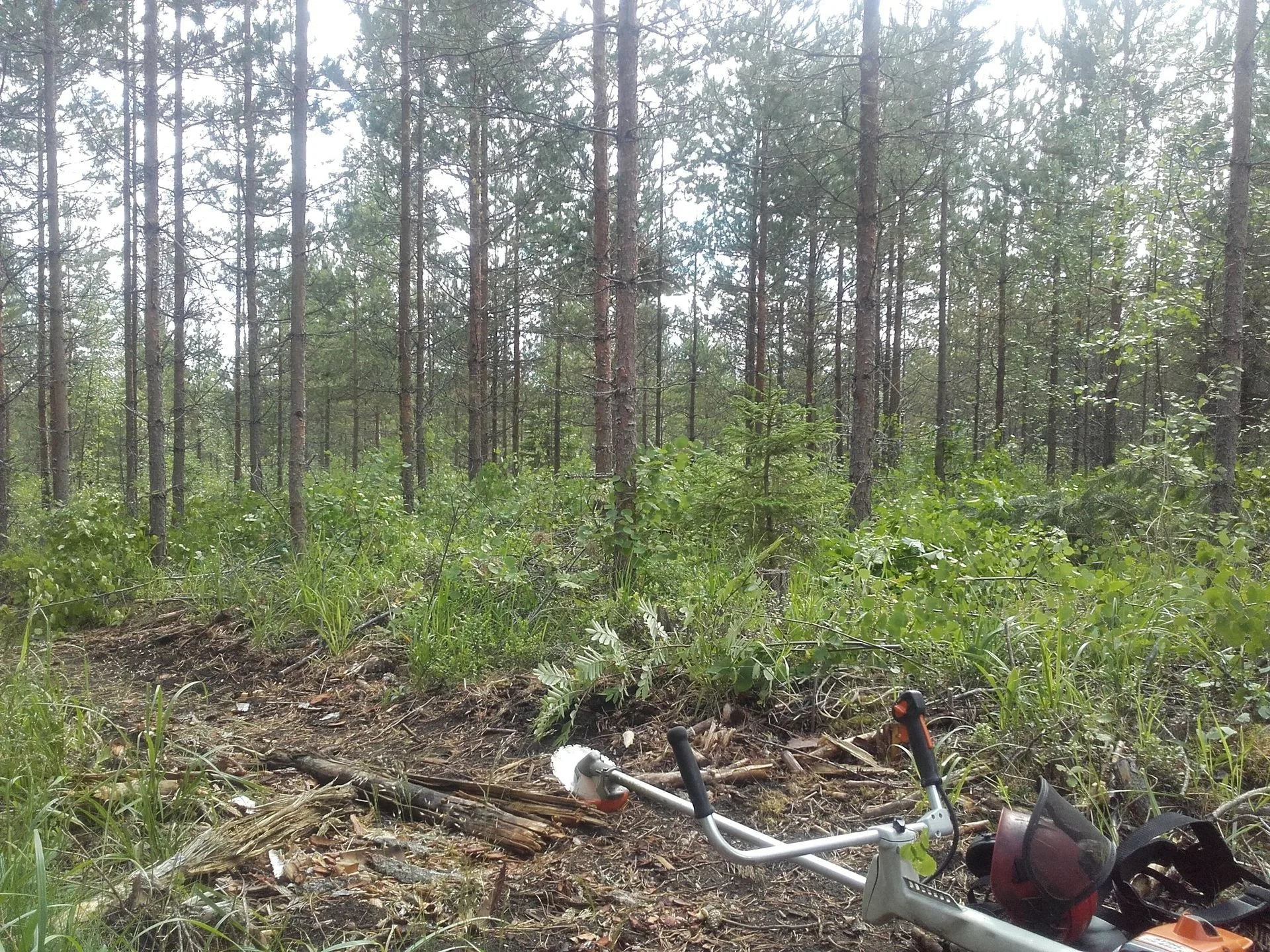 Kantojyrsintä  Uudemaan Pihapuu
