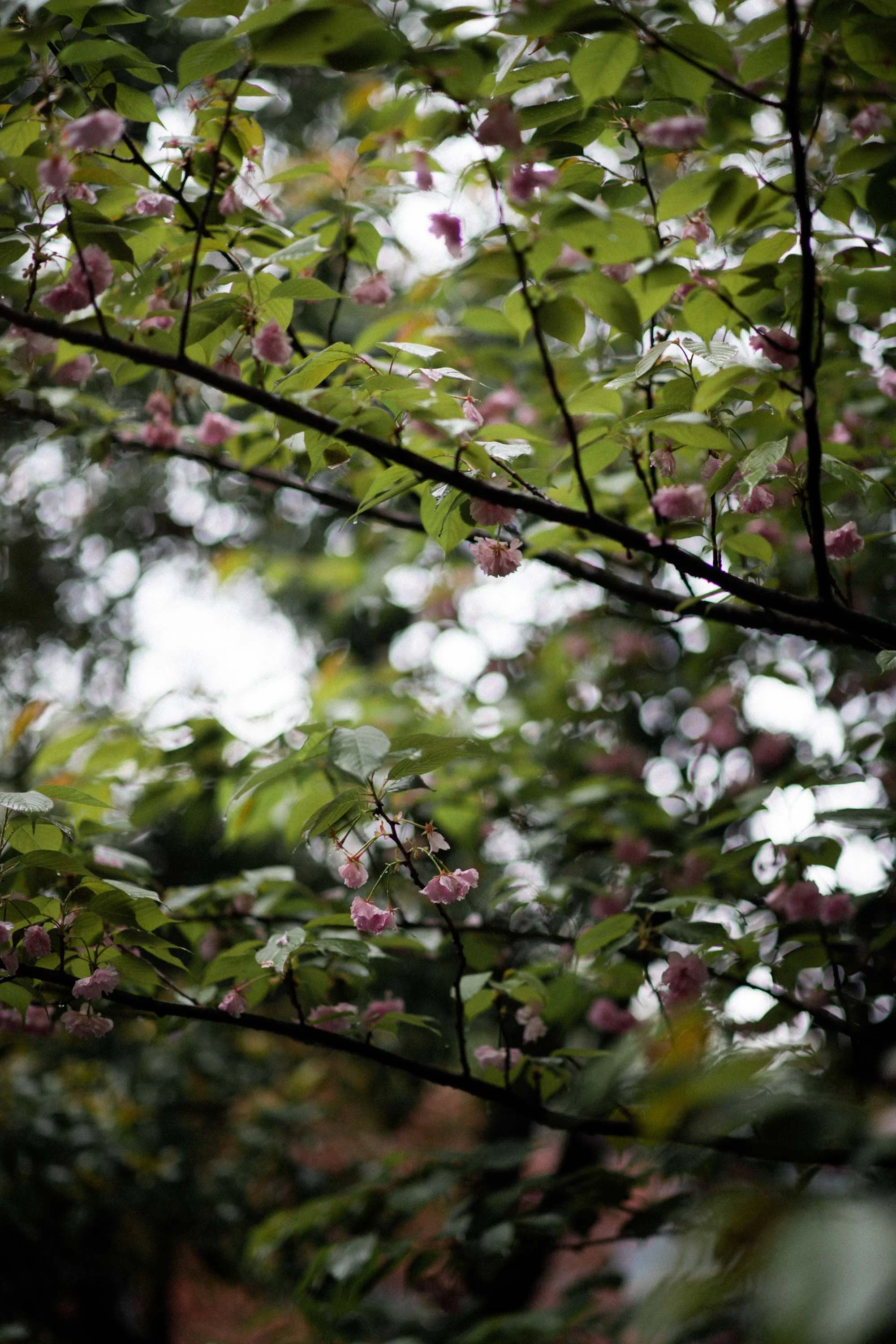 Close-up of rain-covered blossoms.