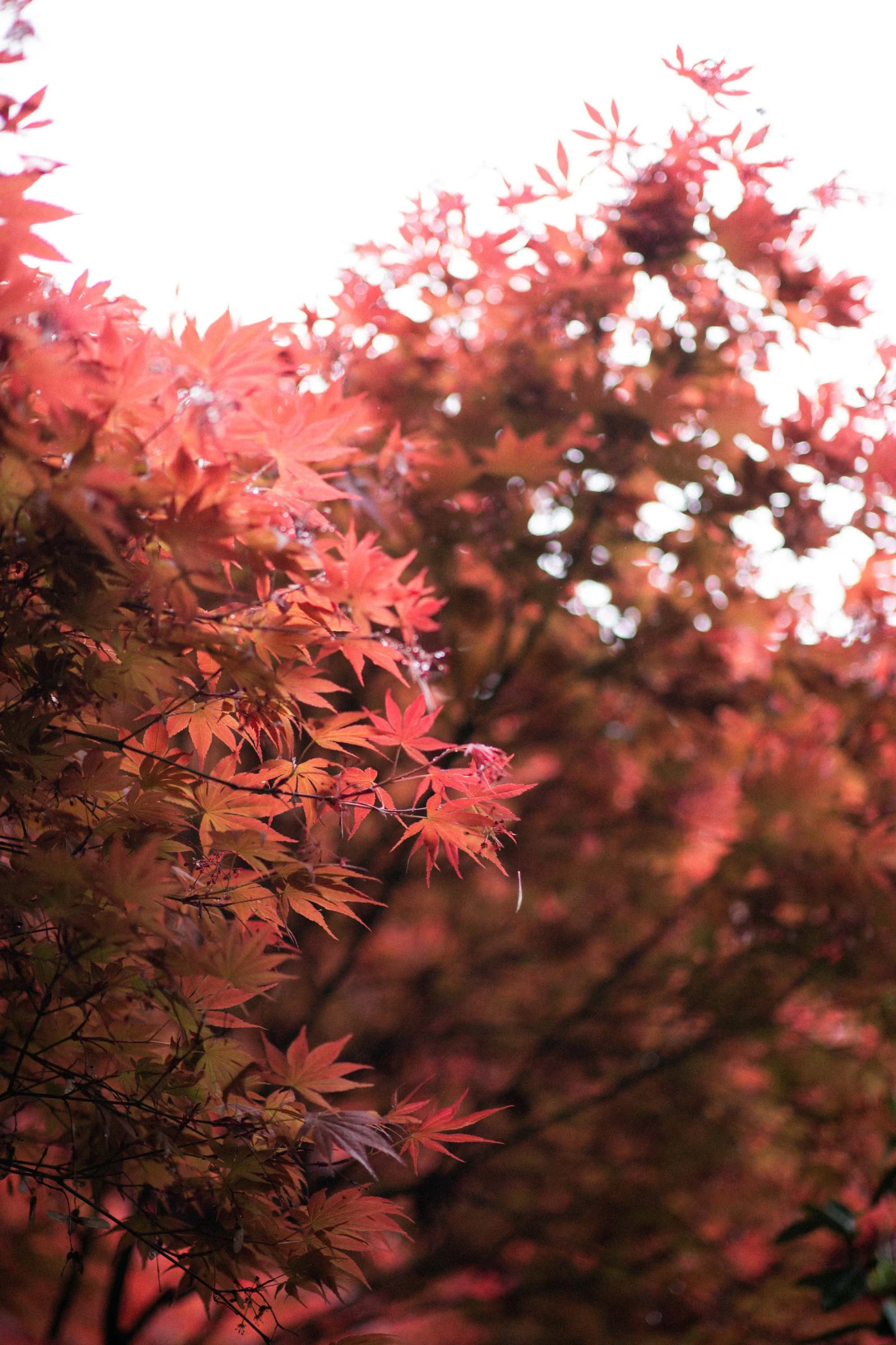 Red autumn leaves in Hangzhou.