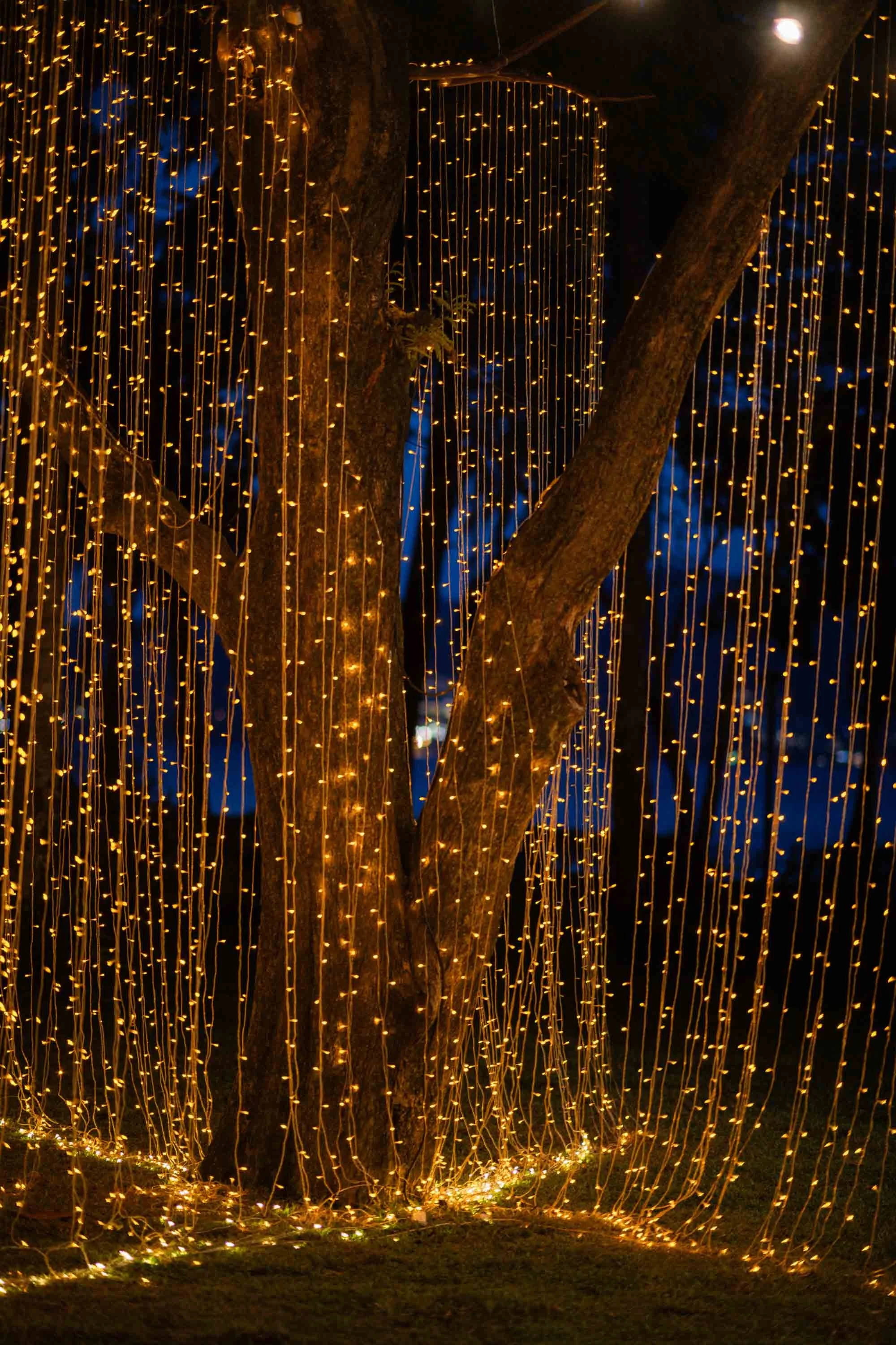 String lights decorating the trees before the evening reception.