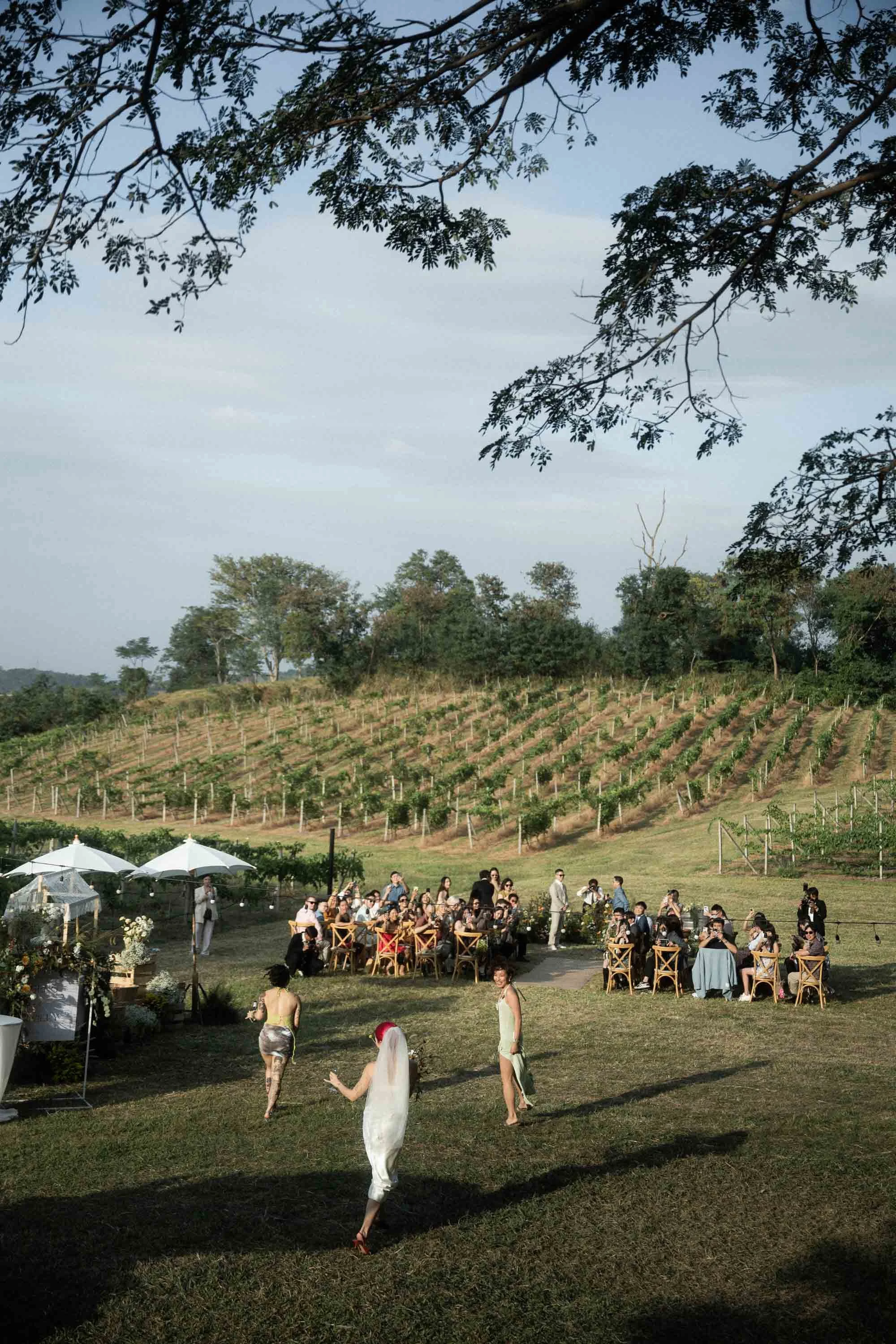 Bride and her bridesmaids walking toward the ceremony with the vineyard in the background.