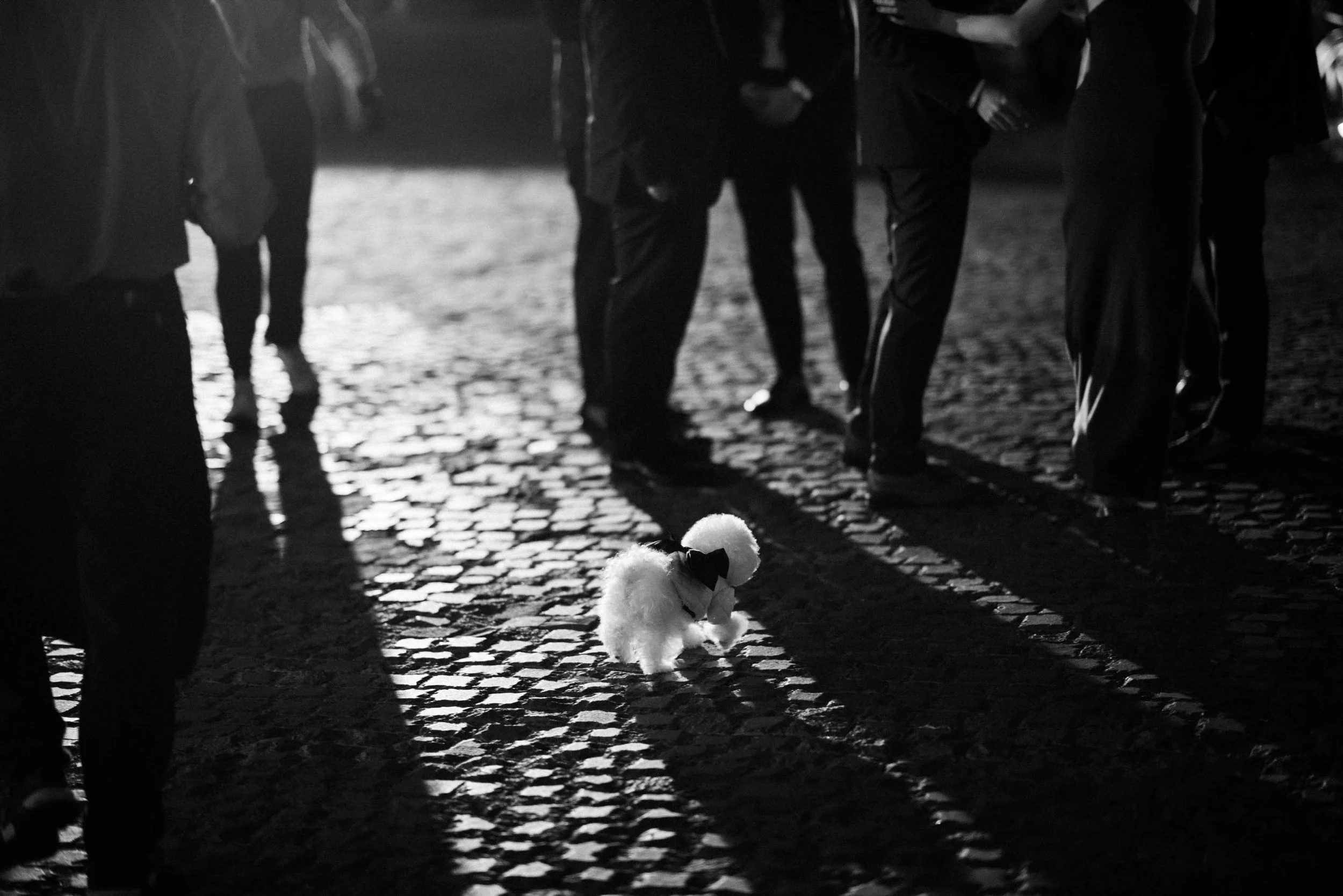 Bride's dog walking among the wedding guests.
