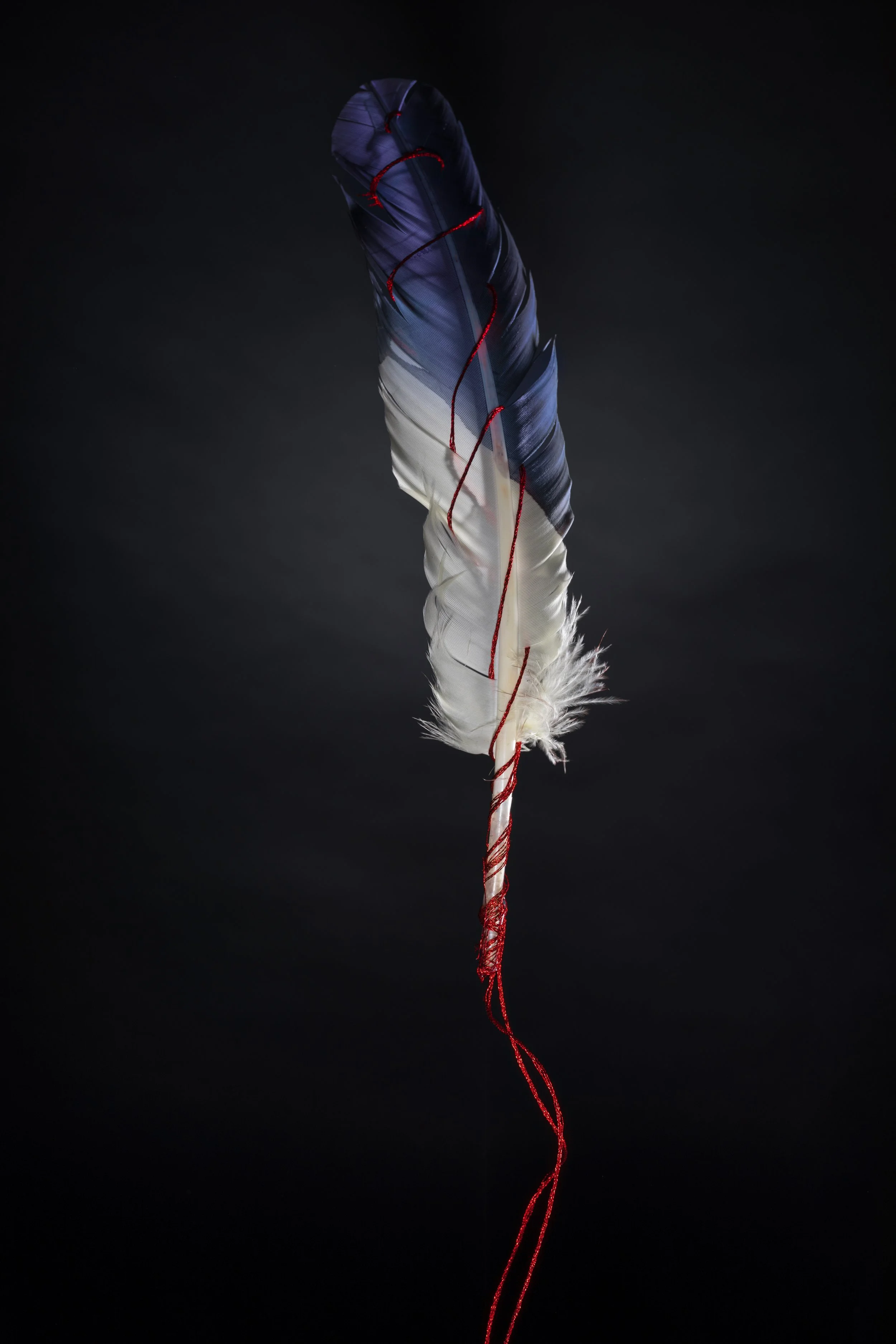 Conceptual fine art still life photograph of a black and white feather bound with red thread against a dark background by Australian photographer Alex Wright.