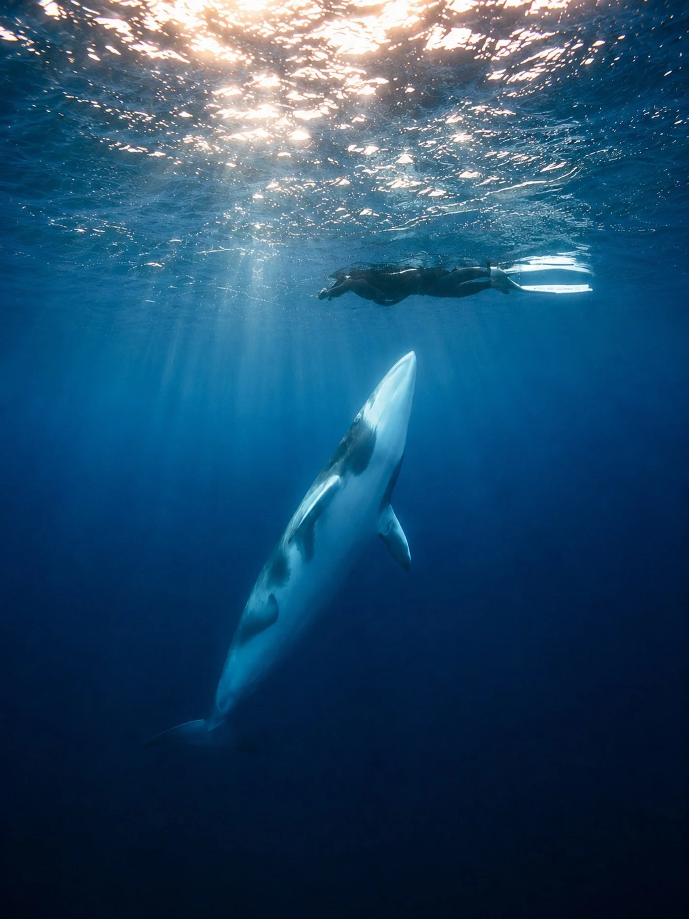 This wasn&rsquo;t luck. It was patience.

We often think of ourselves as the ones observing wildlife. But sometimes, if you&rsquo;re patient and respectful, the wildlife decides to observe you.

One of the greatest lessons the ocean has taught me is 