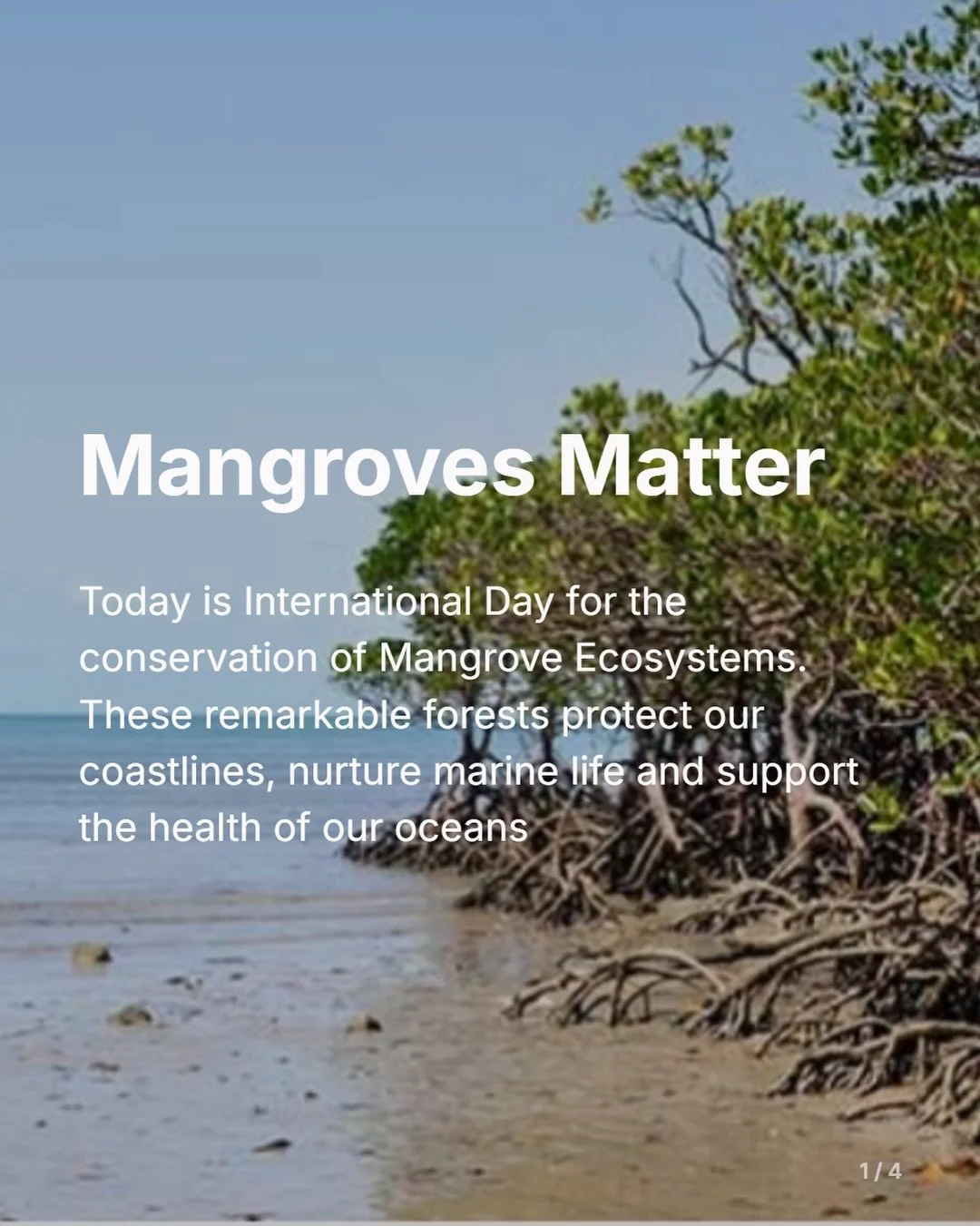 Did you know mangroves play a vital role in the health of our oceans? These incredible coastal forests act as nurseries for countless marine species, providing shelter and food for juvenile fish, crabs, and more.  They are also powerful protectors, b