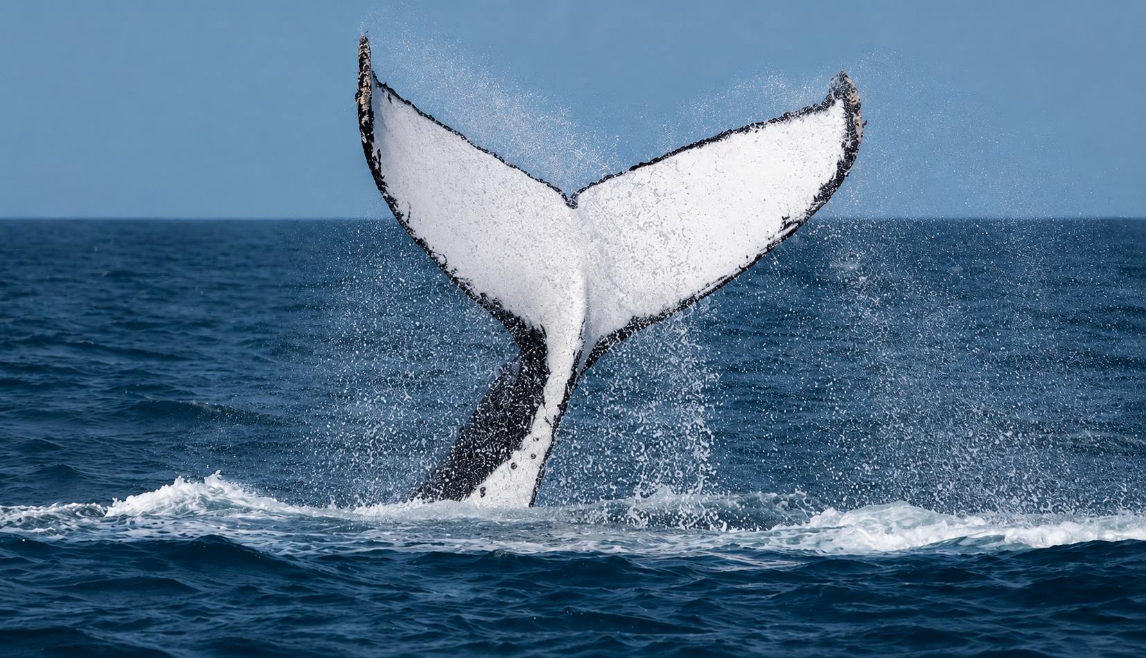 Humpback whale raising its tail above the ocean surface