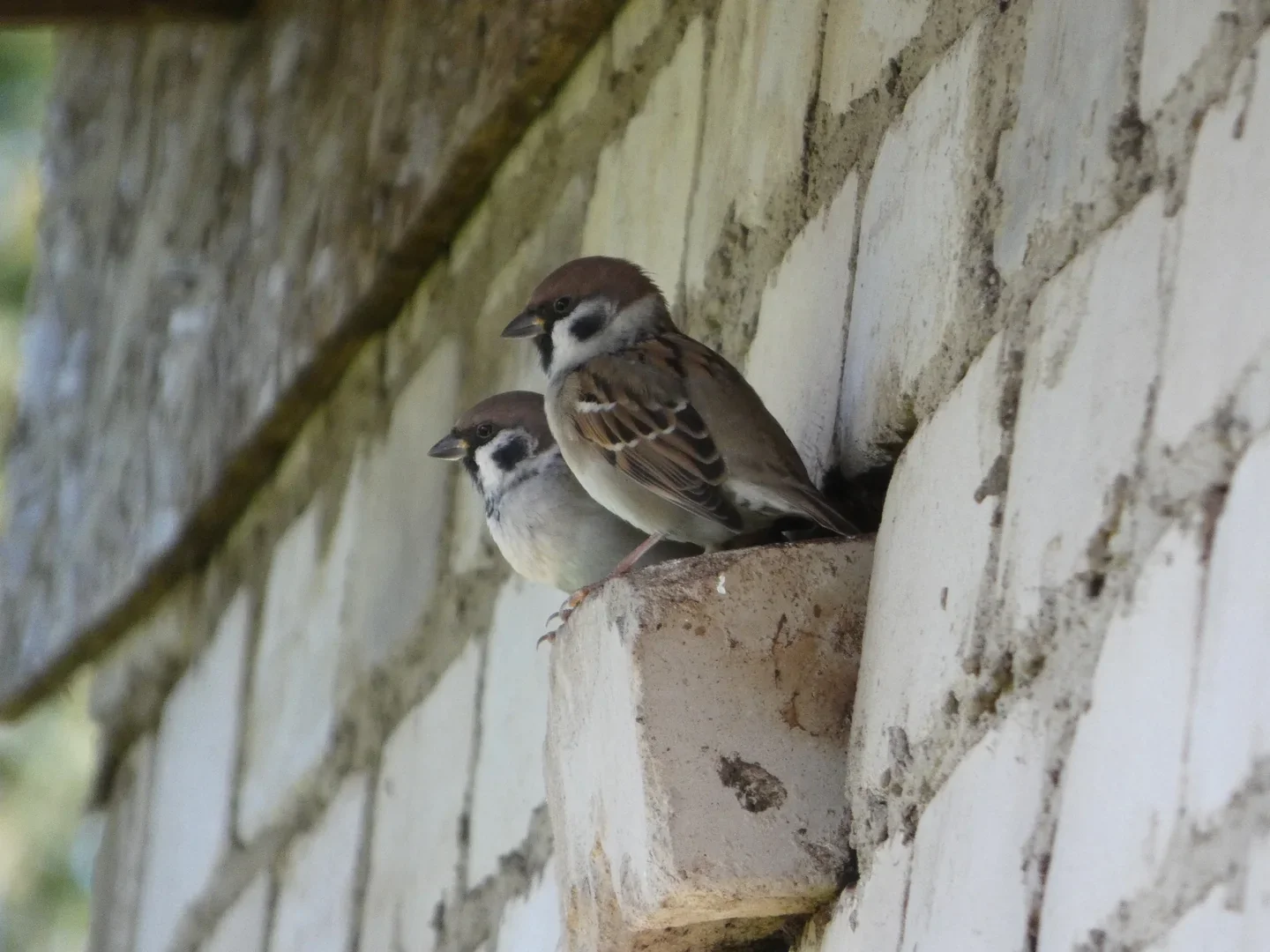 Two Tree Sparrows on a brick ledge, photographed with the Panasonic Lumix FZ82D.