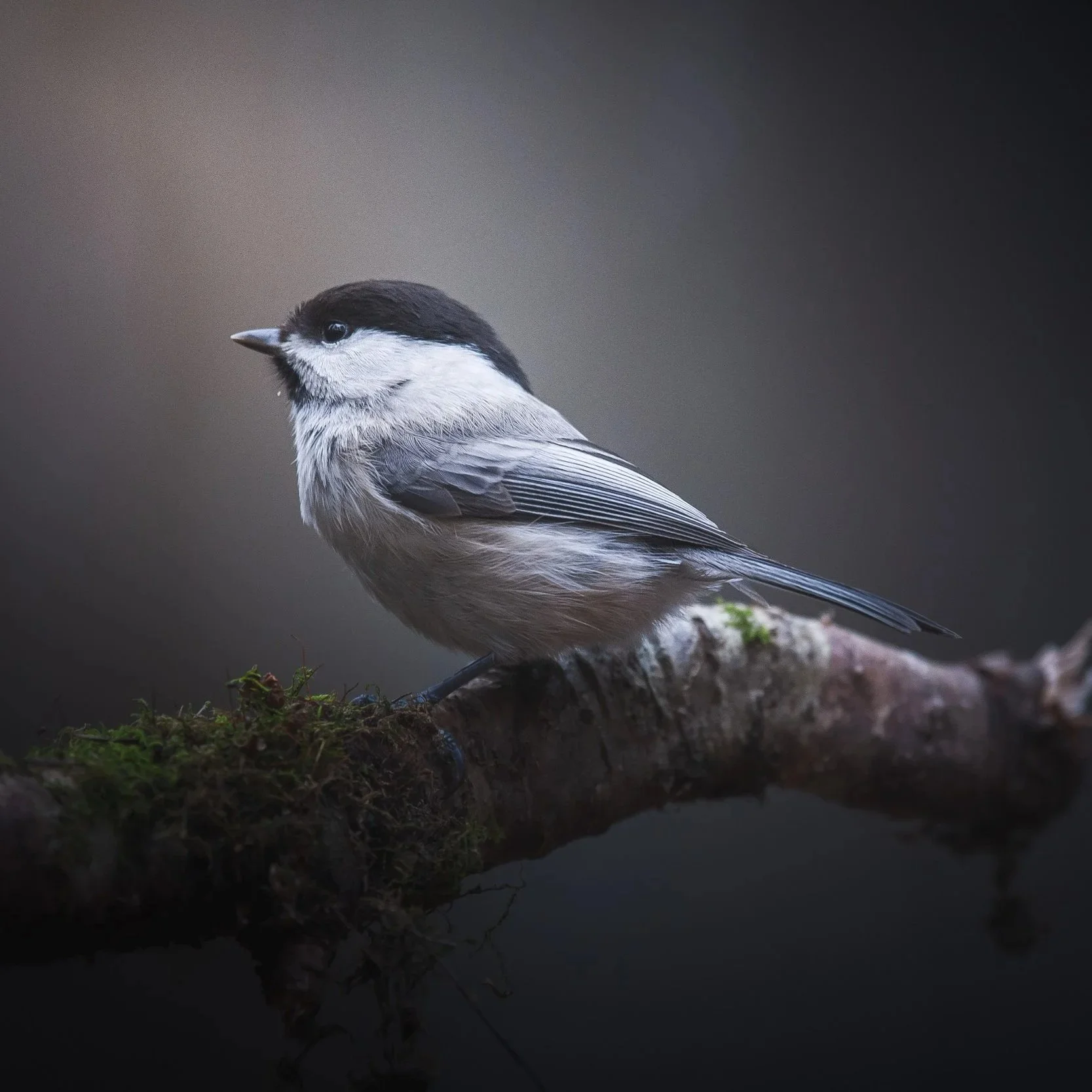 The Limits of the Eye: Why Sound is the Key to the Woodland Twins