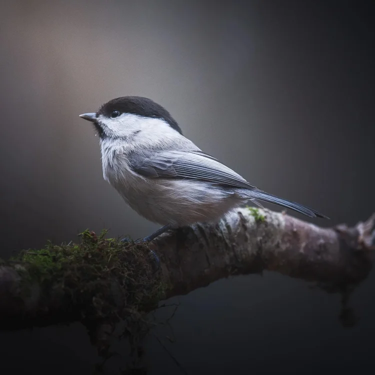 A small black-capped tit perched on a branch