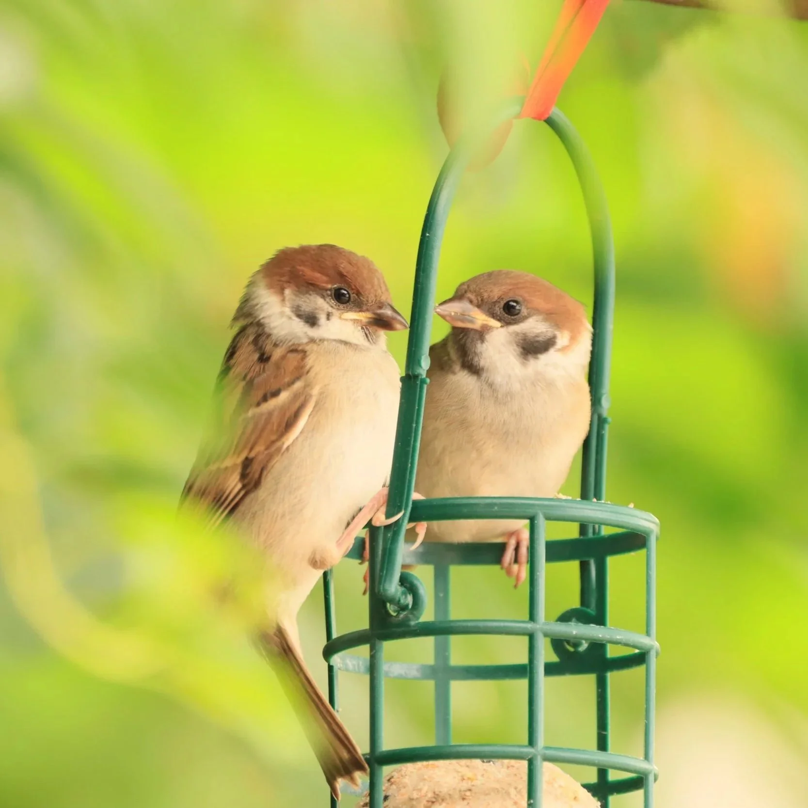 Two juvenile Tree Sparrows at a feeder, showing muted chestnut caps, pale cheeks and developing black cheek spots.