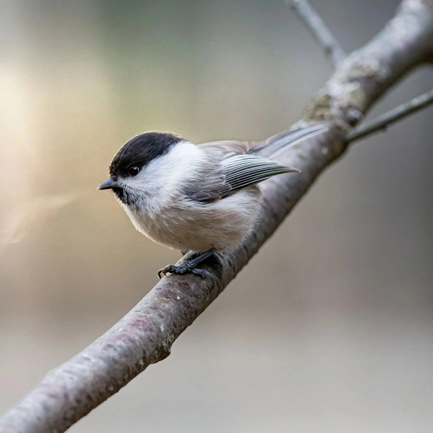 Willow Tit (Poecile montanus)