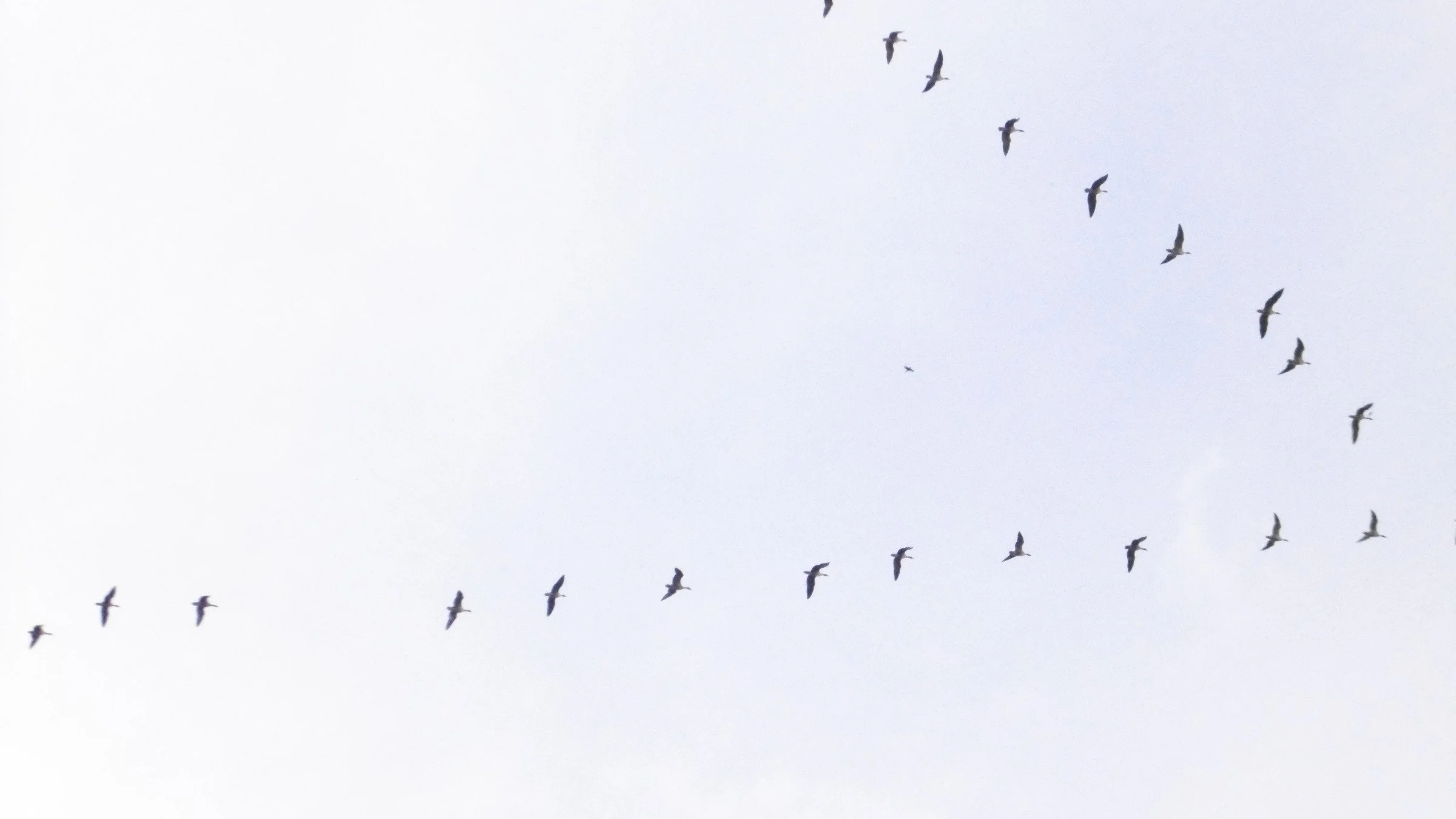 Pink-footed Geese flying in a long angled skein against a pale sky.