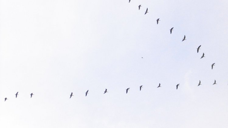 Pink-footed Geese flying across a pale sky