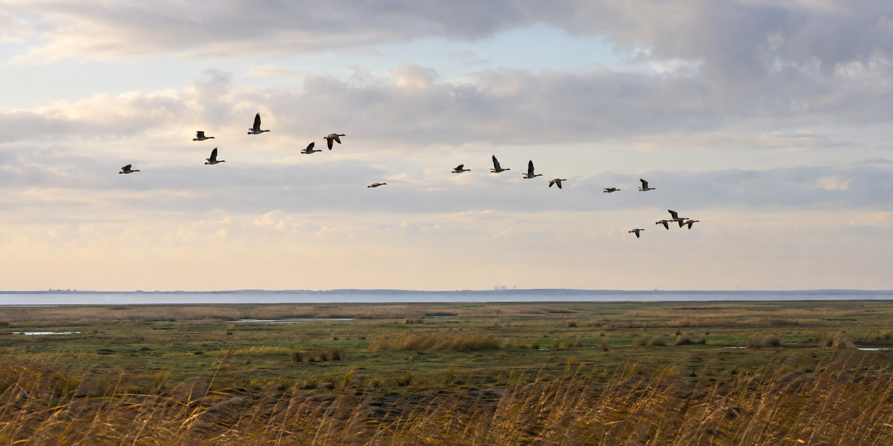 A flock of ducks flying over a marshland with tall grasses, under a cloudy sky at sunset or sunrise.