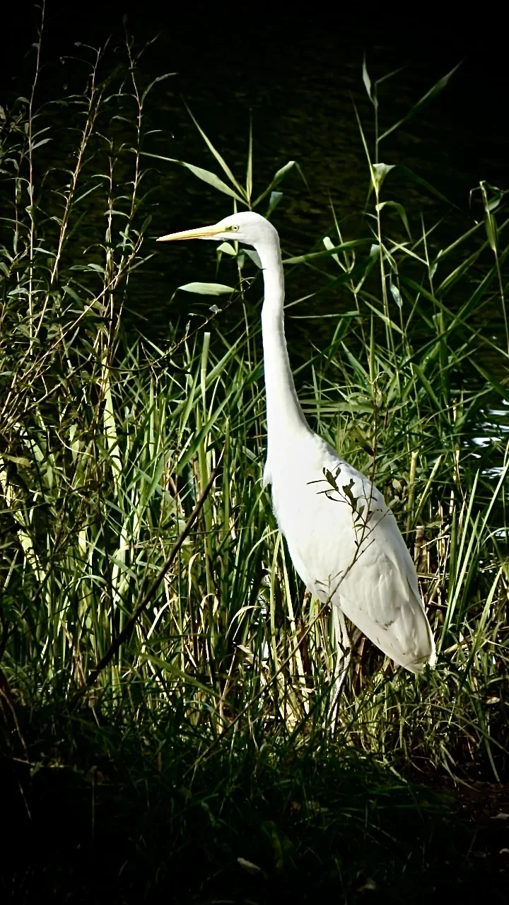 Great White Egret beside reeds, photographed with the Lumix FZ82D in sunshine.